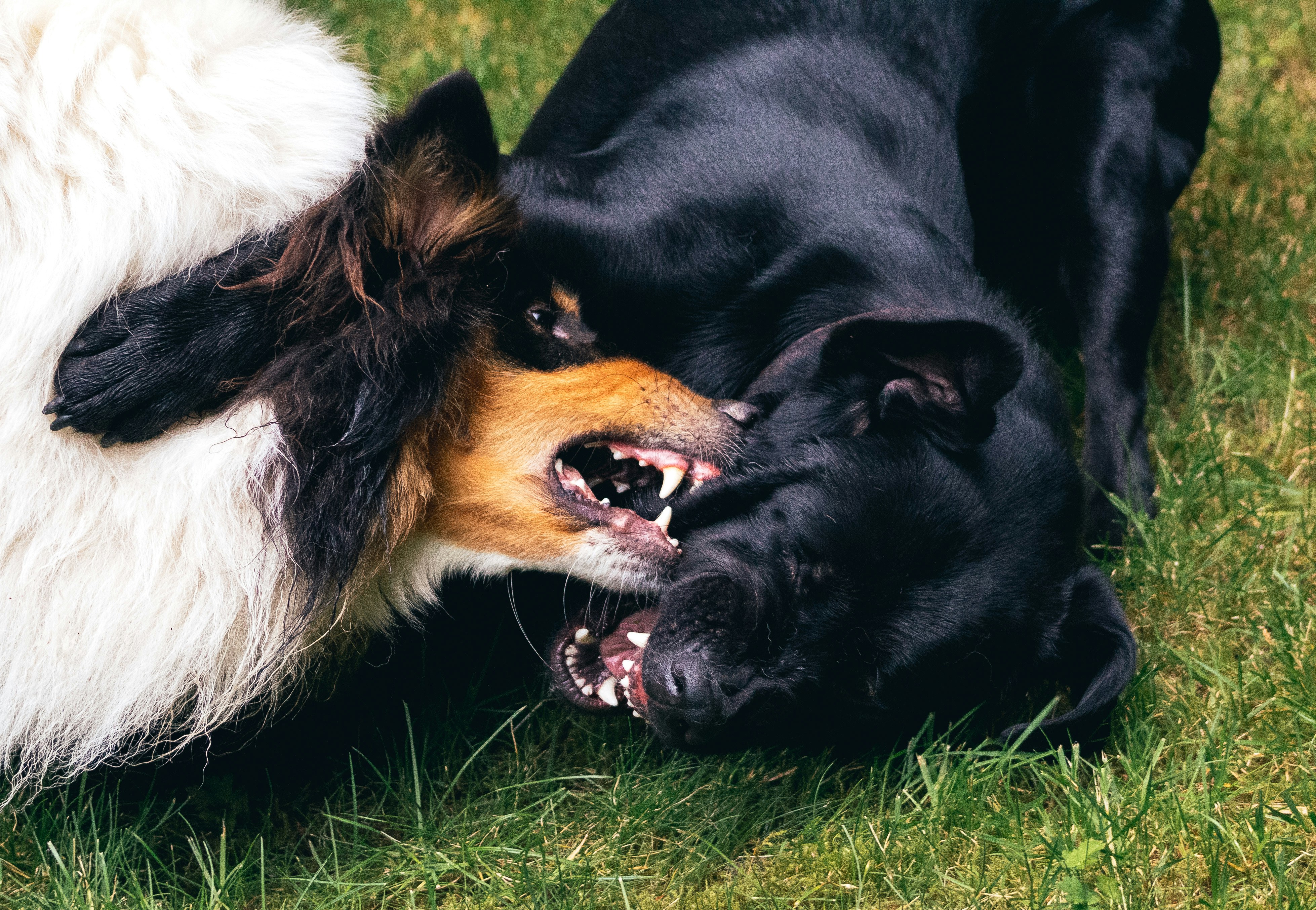 Dogs experiencing conflict and snapping