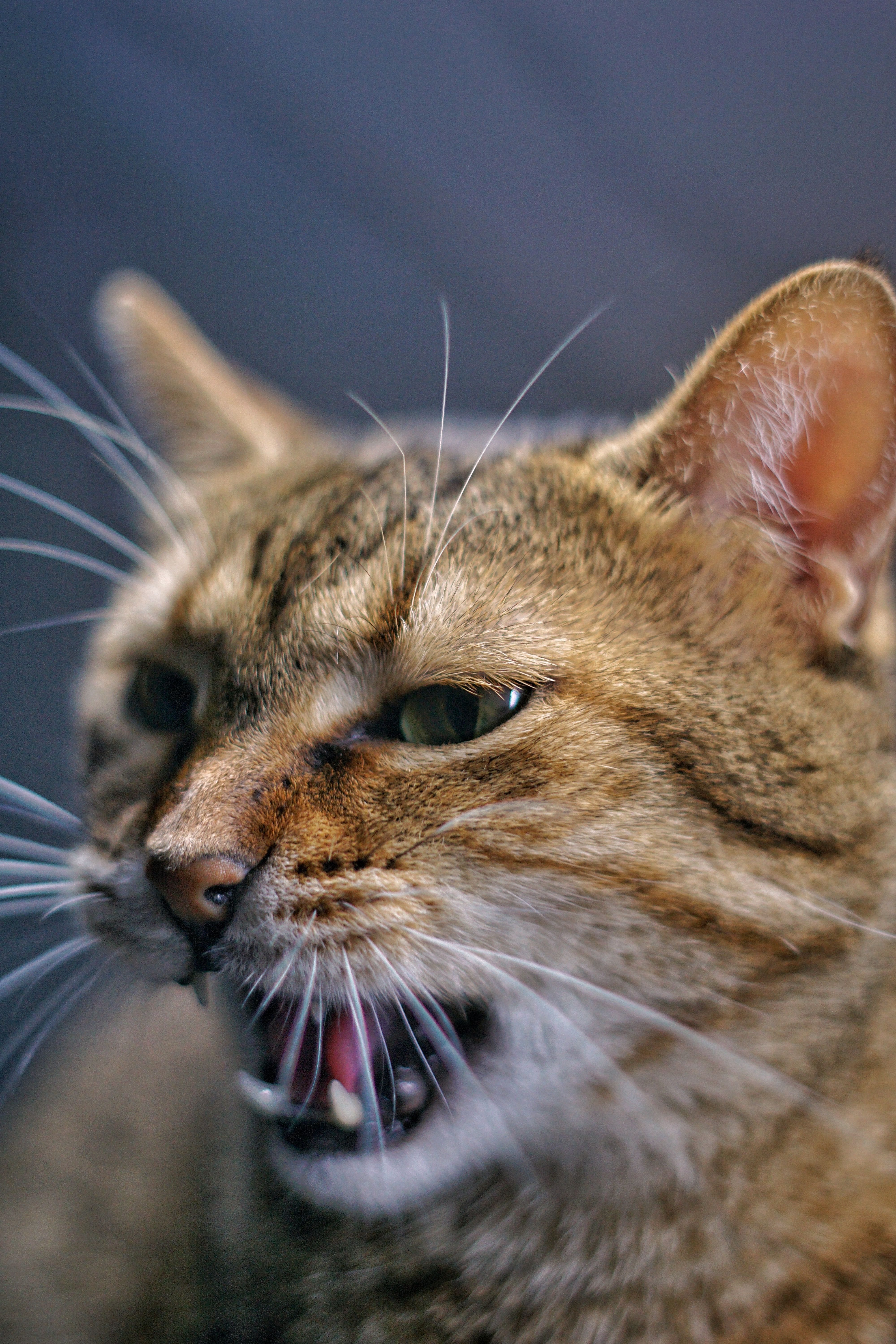 Hissing cat showing defensive aggressive behaviour