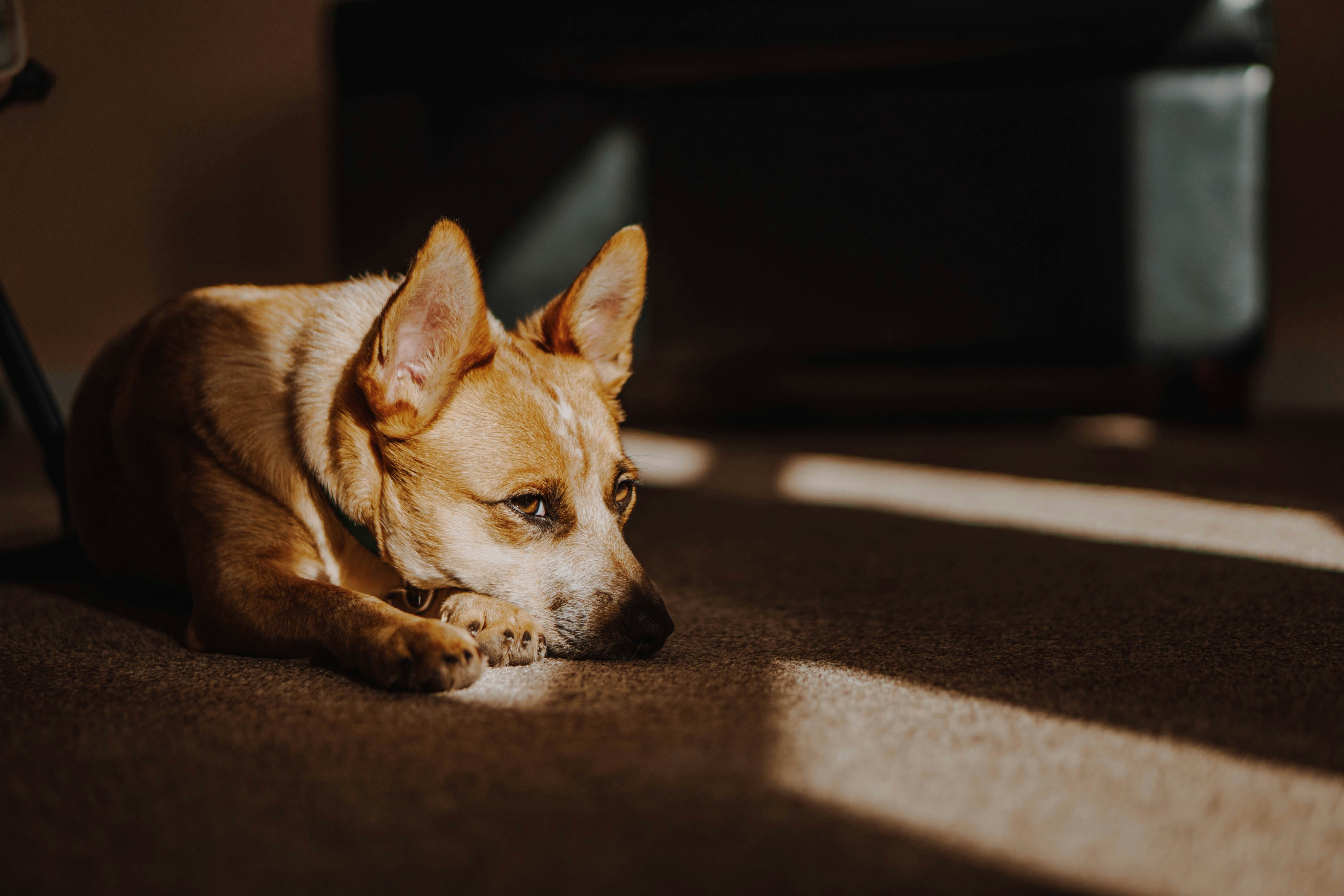 Fearful dog lying quietly in shadow