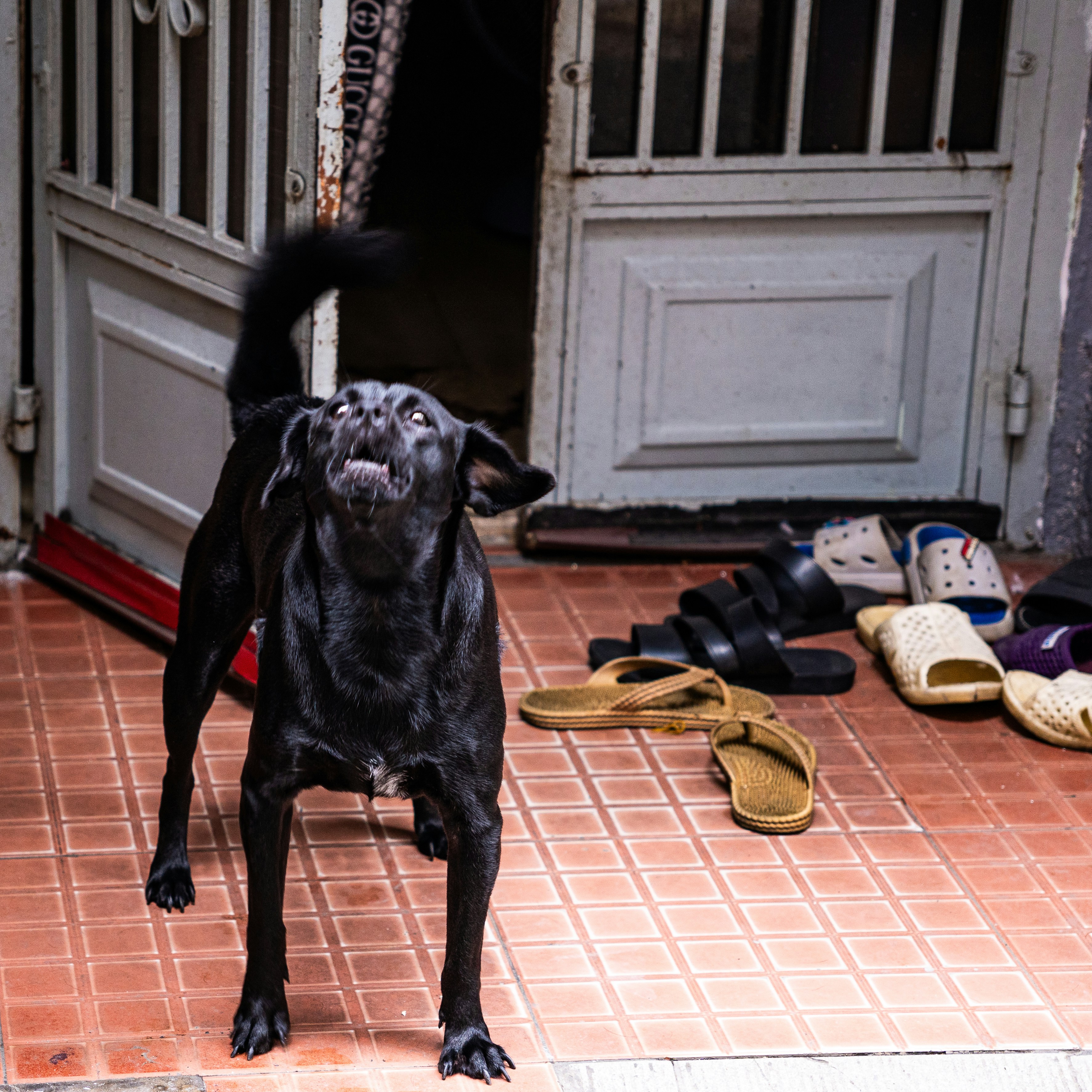 Dog displaying guarding and defensive barking behaviour in doorway