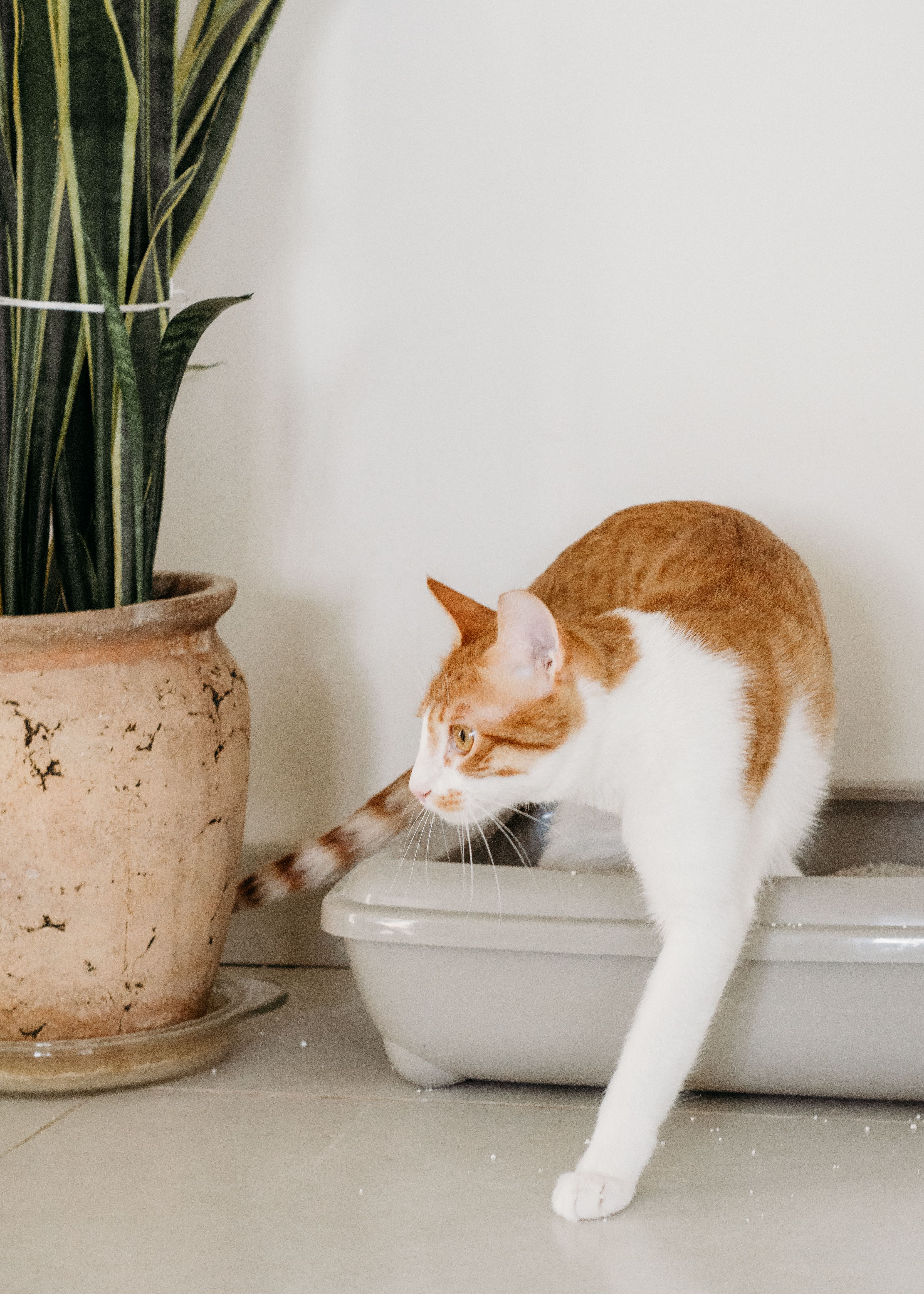 Cat using a litter tray indoors