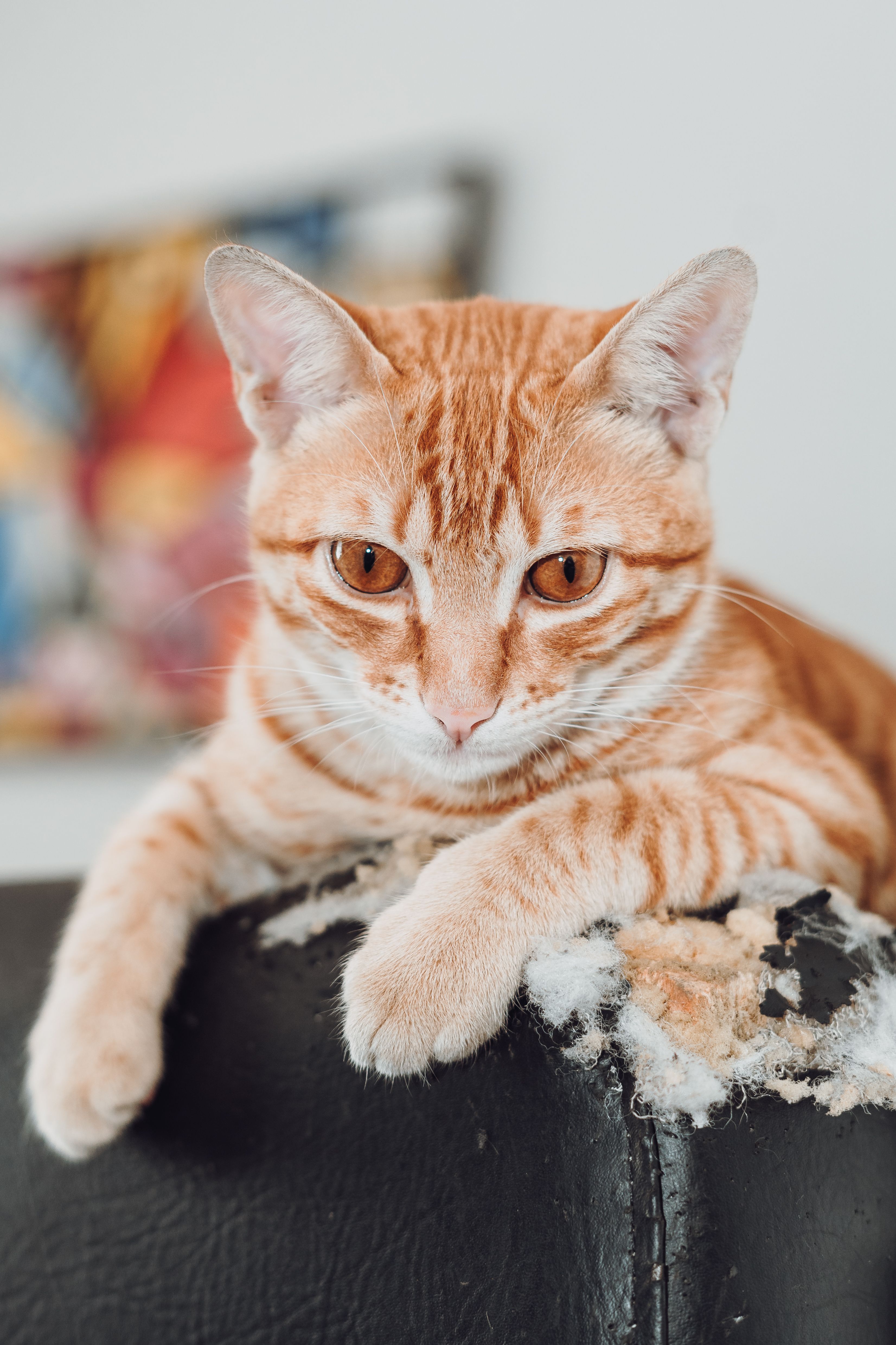 Ginger cat resting on a scratched couch