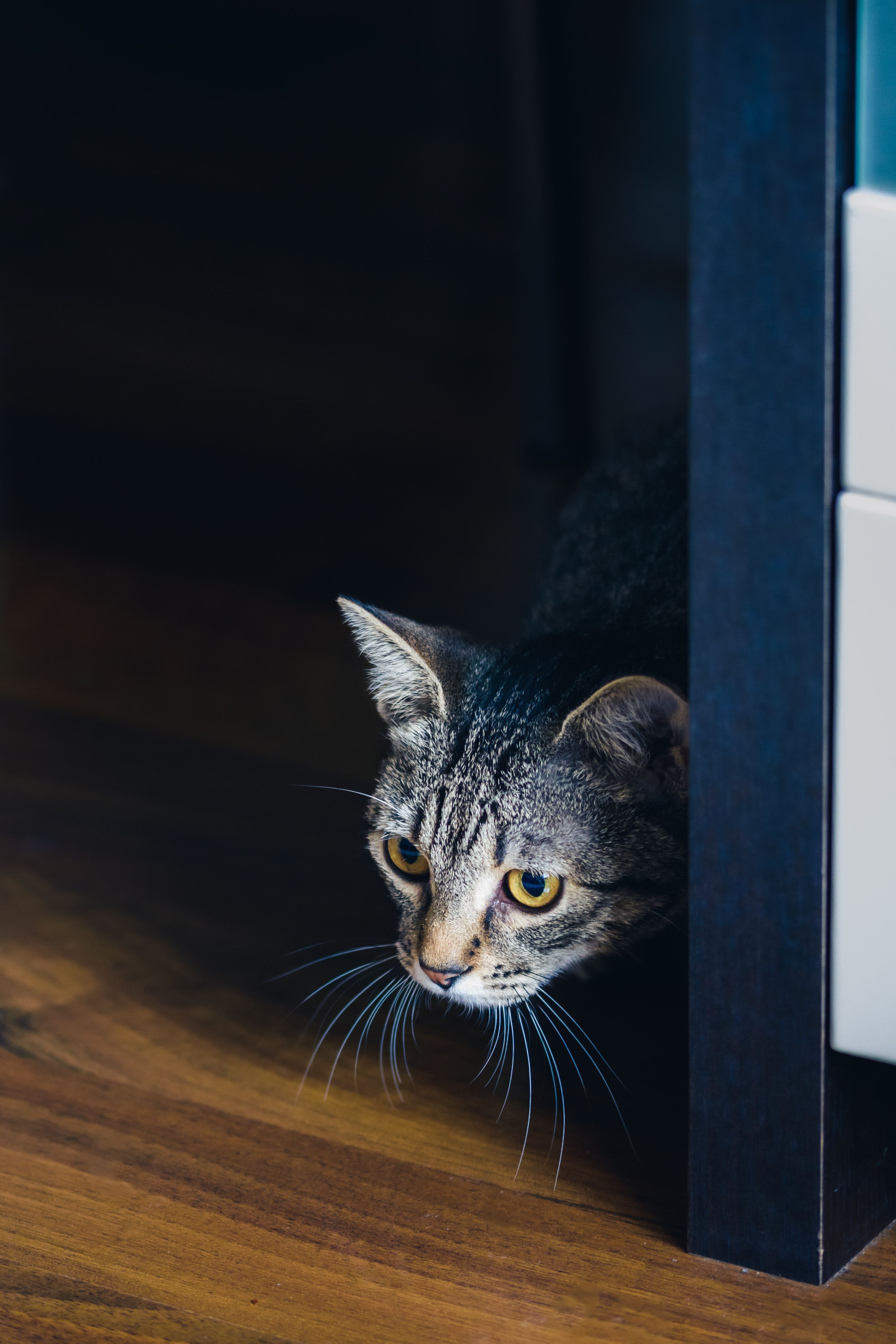 Tabby cat peering nervously from behind furniture