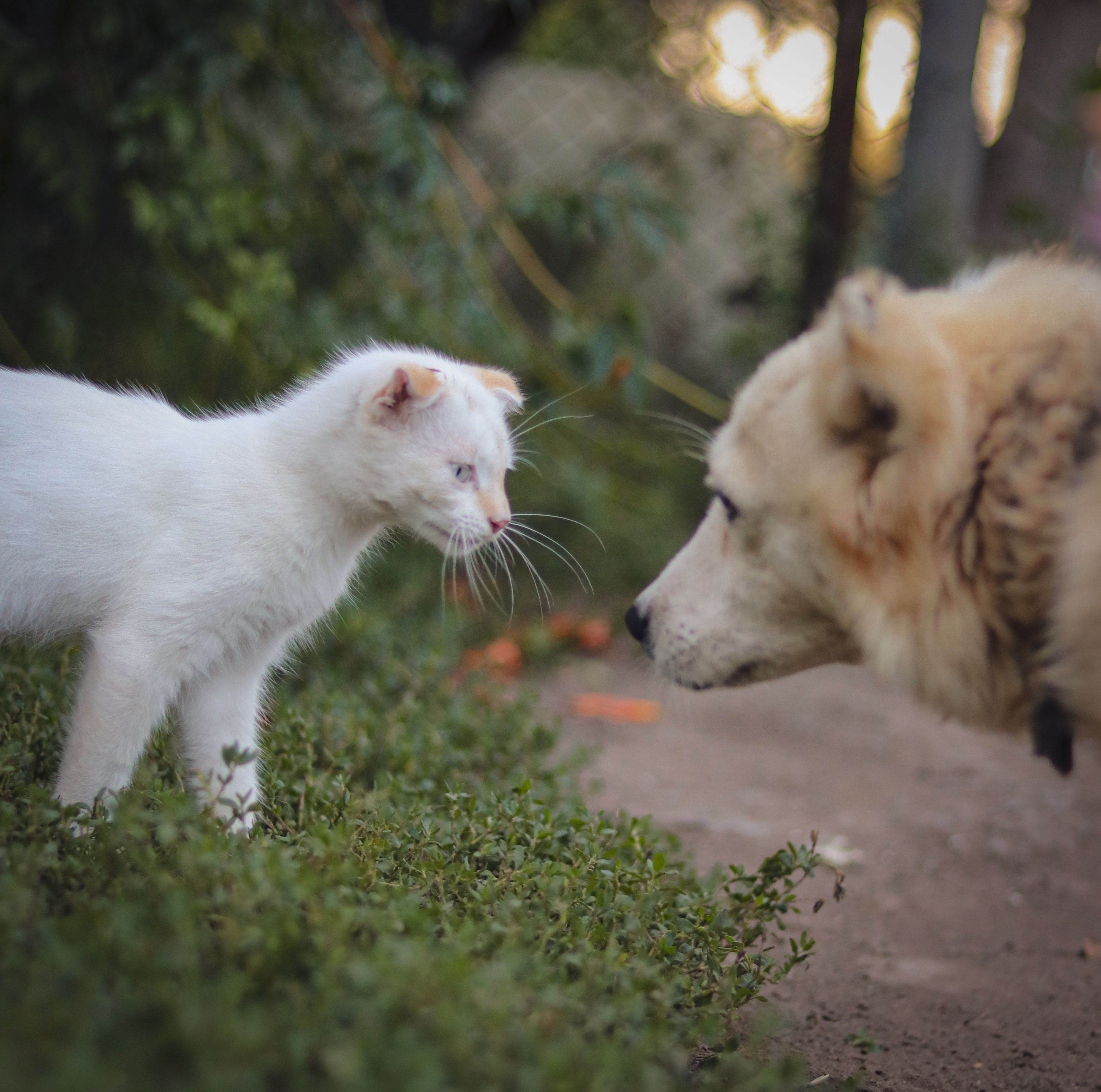 White kitten meeting a dog outdoors calmly