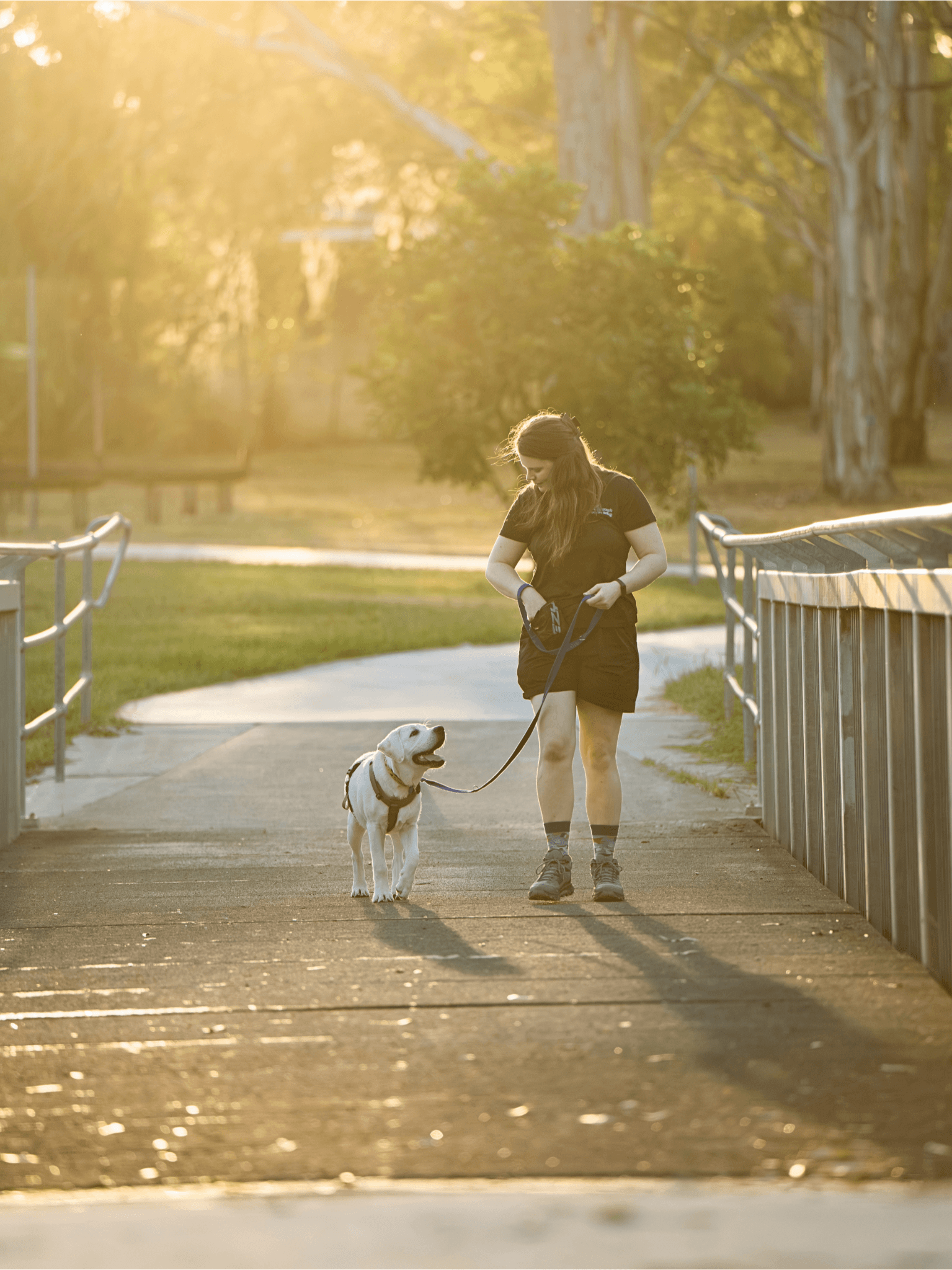 Sammy walking a happy dog on leash across a bridge in golden hour