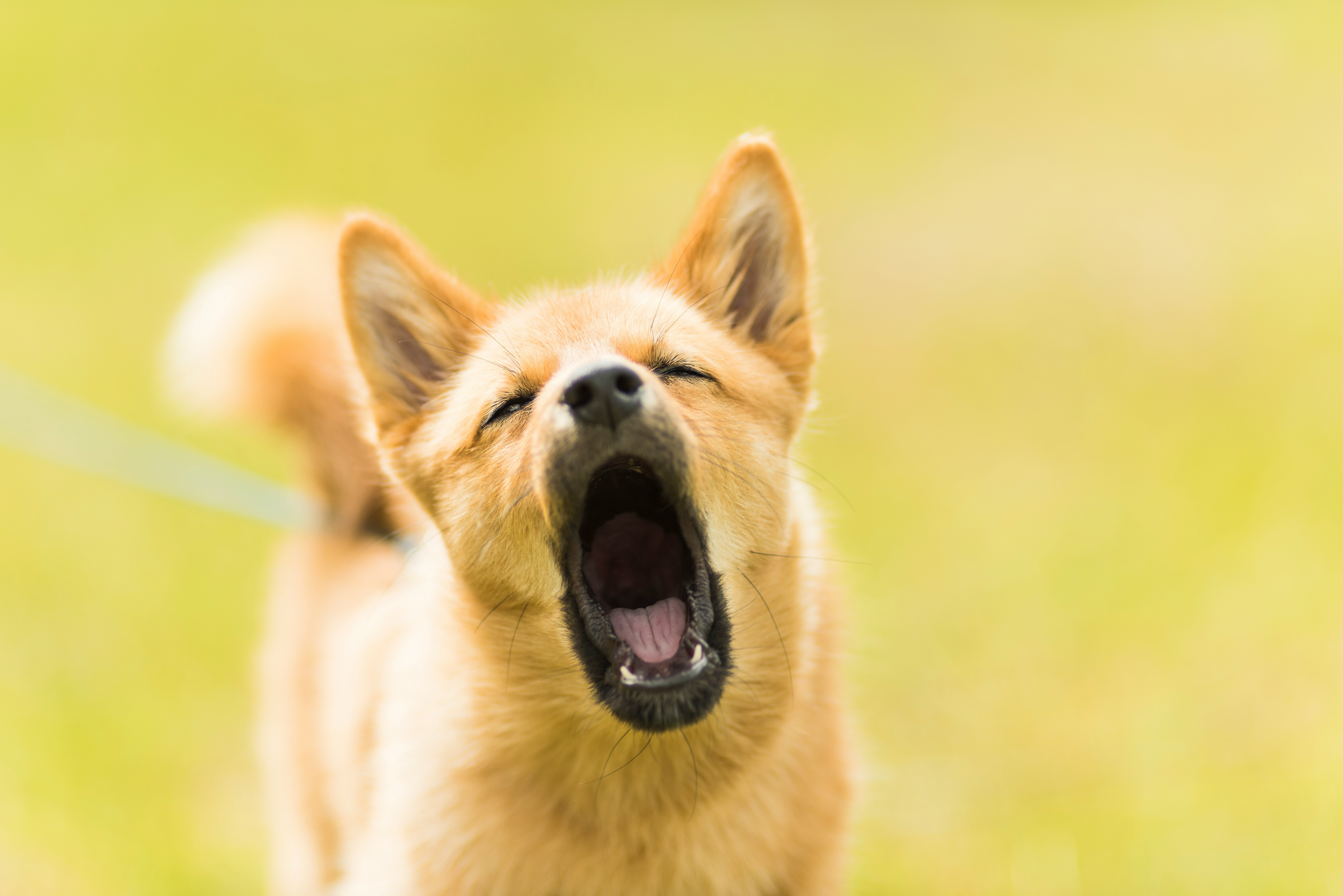 Alert dog vocalising on leash outdoors