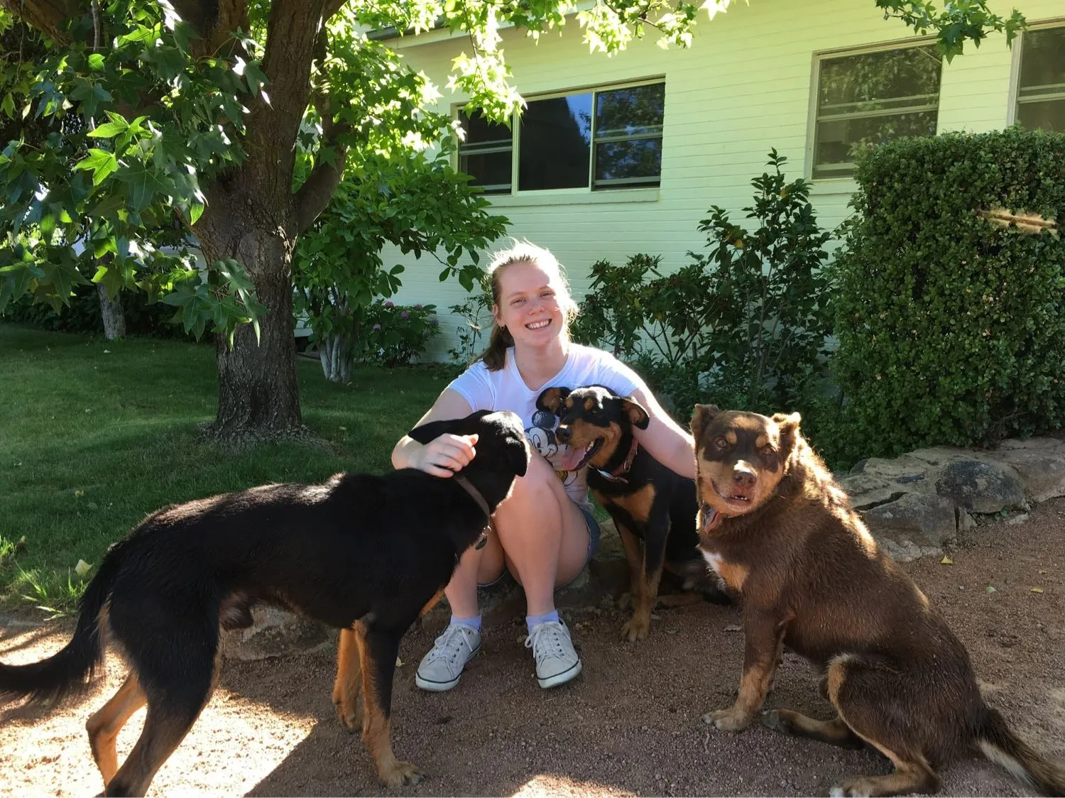 Sammy outdoors with happy dogs