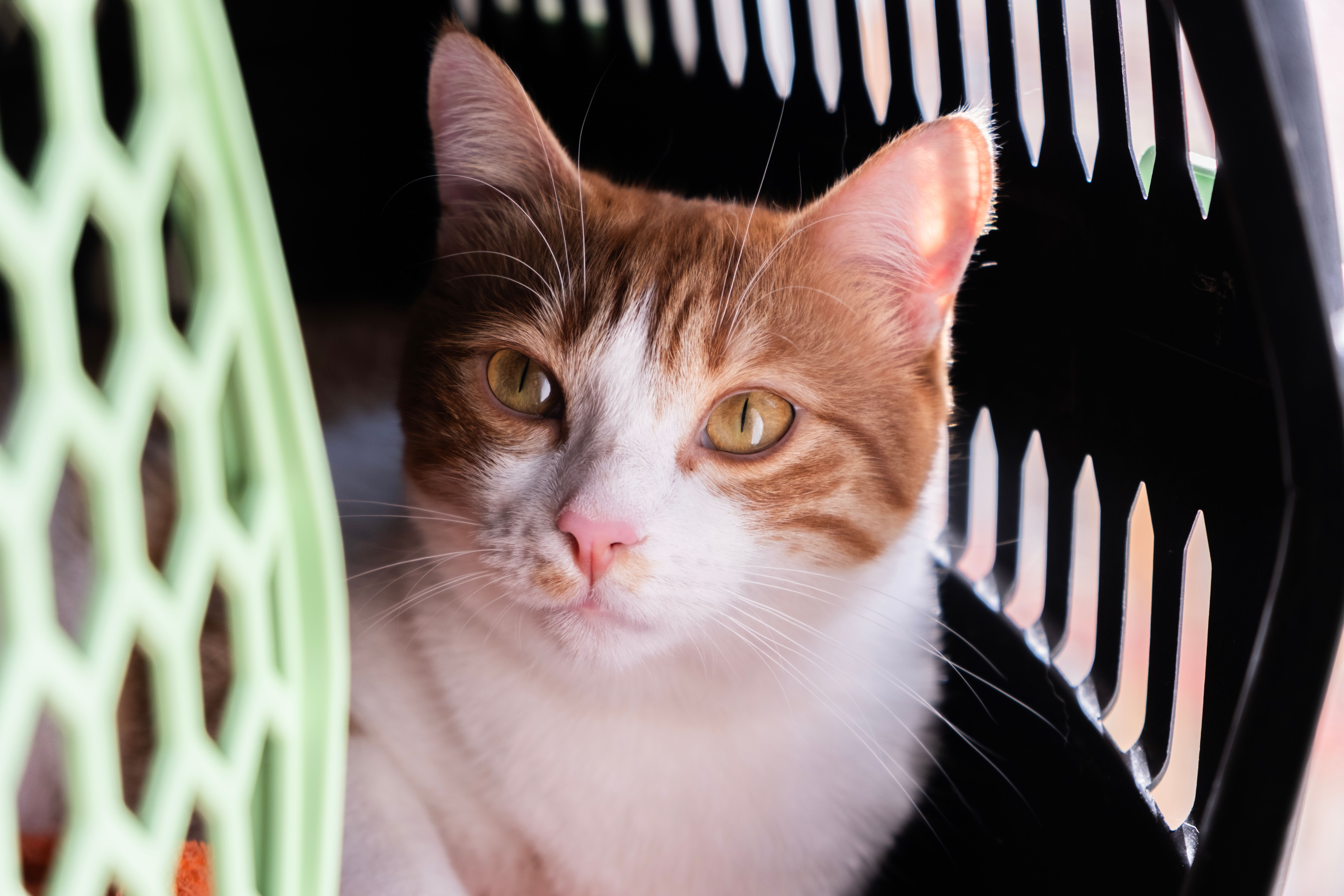 Cat inside a pet carrier looking calm and observant