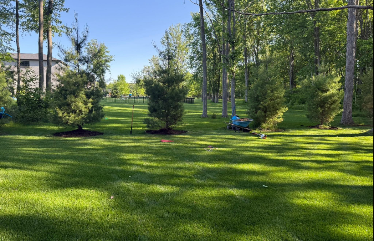 Newly installed lawn and landscaping trees in a West Michigan yard