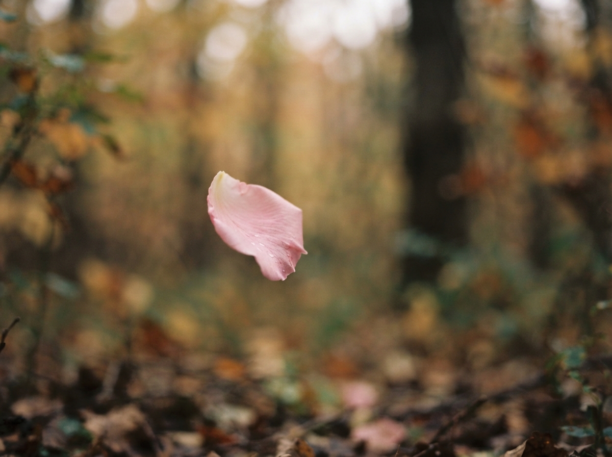 A single delicate flower petal falling softly