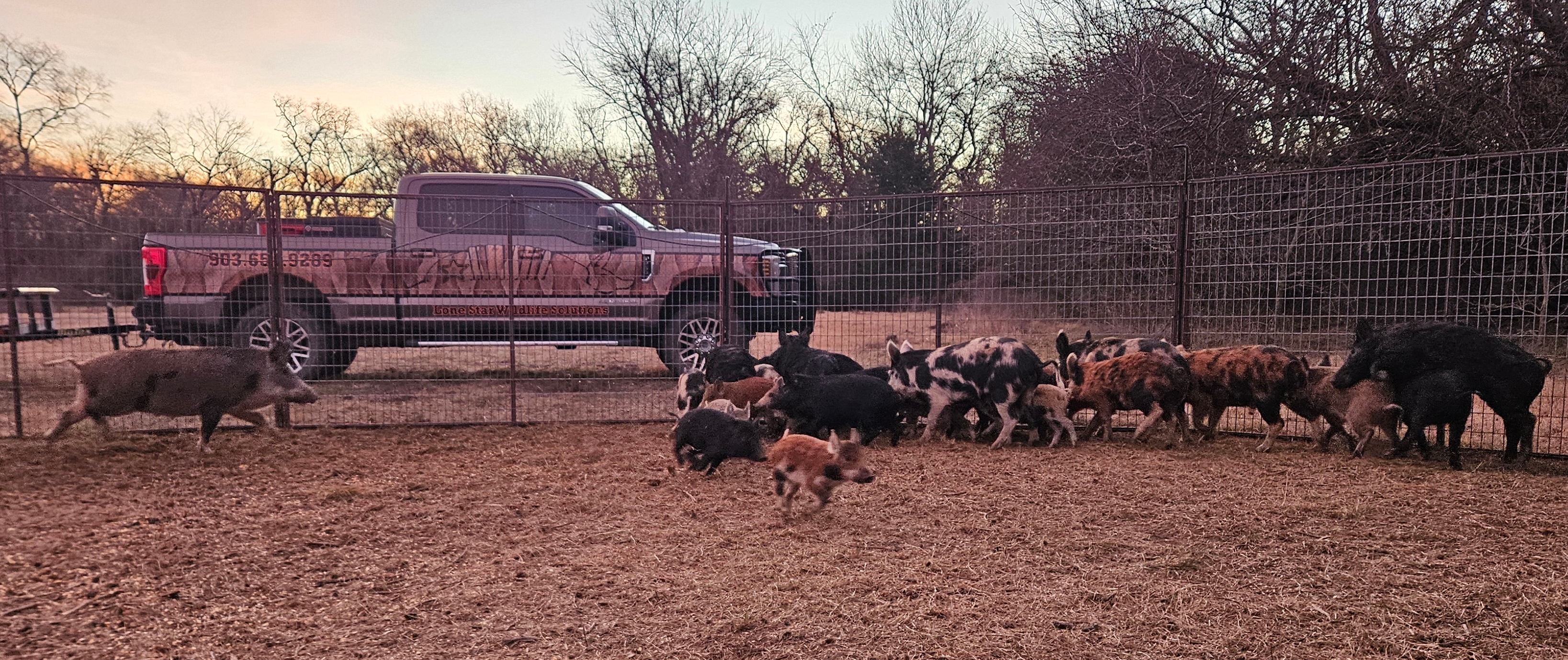 Lone Star Wildlife Solutions service truck and captured wild boar sounder in corral trap on Texas ranch