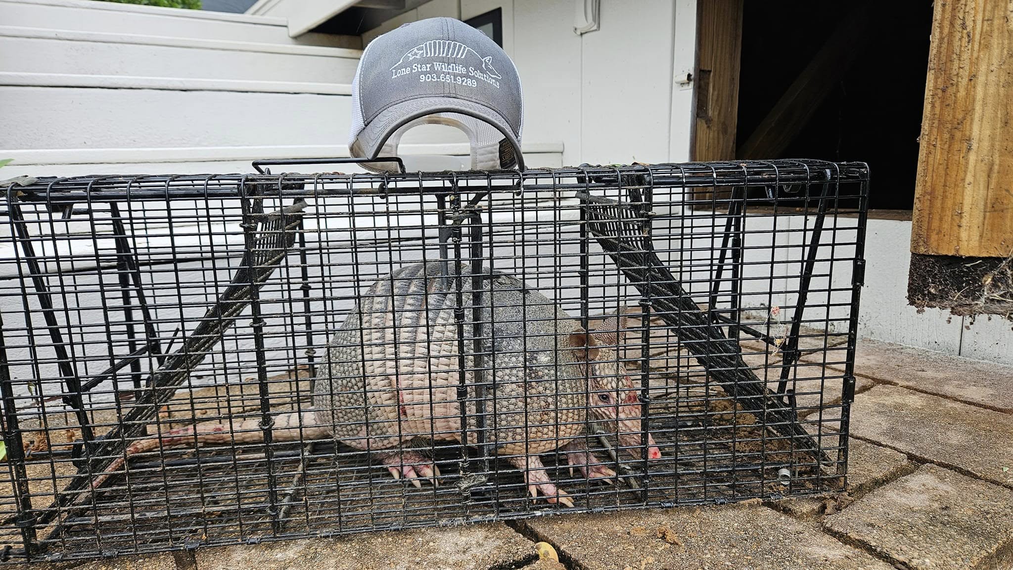 Live captured armadillo inside black wire cage trap with Lone Star Wildlife Solutions branded baseball cap resting on top of cage