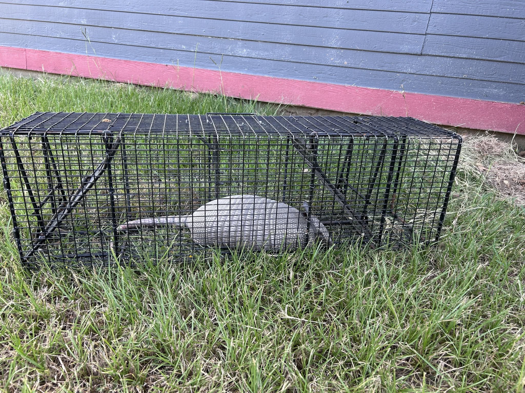 Live captured armadillo contained in black wire cage trap placed on green grass lawn against blue and red painted exterior wall of house