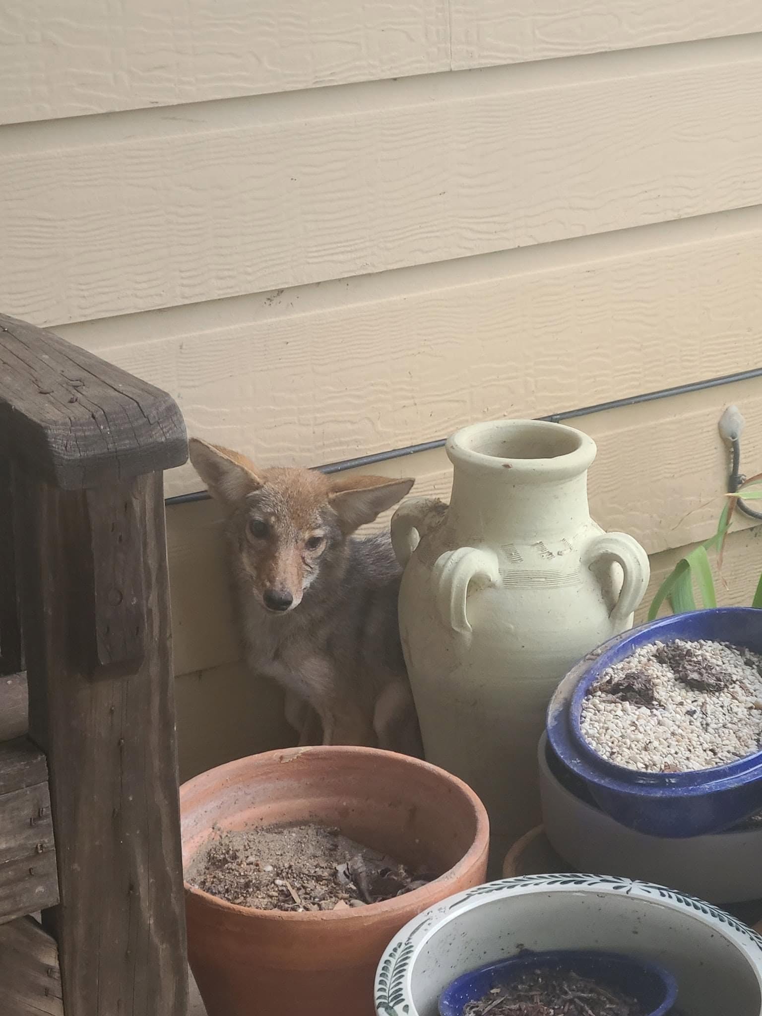 Live wild coyote crouching between large ceramic plant pots and terracotta containers on residential patio next to house siding showing alert expression pointed ears and mixed tan gray fur