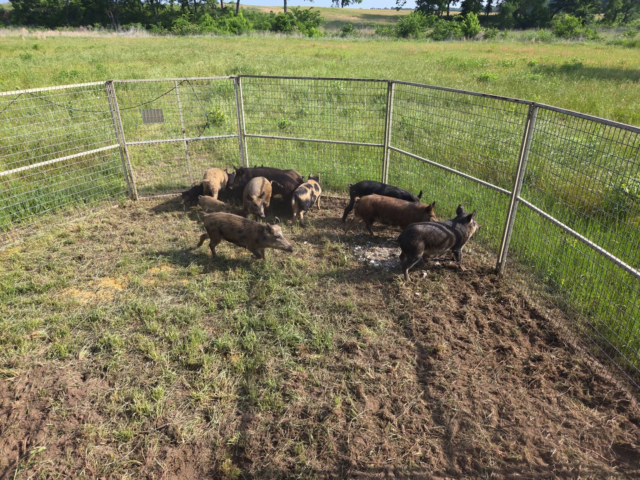 Aerial view of mixed-color feral hog sounder including black, brown, and spotted hogs contained inside wire corral trap enclosure on green pasture with visible rooting damage and dirt patches