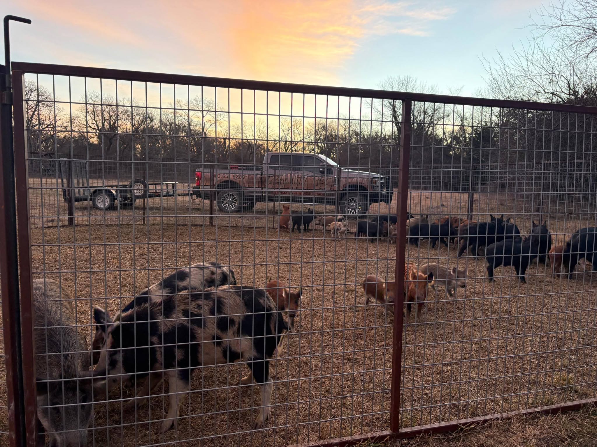 Sunset view through wire fence of large feral hog sounder contained in corral trap with Lone Star Wildlife Solutions branded pickup truck visible in background on dry pasture