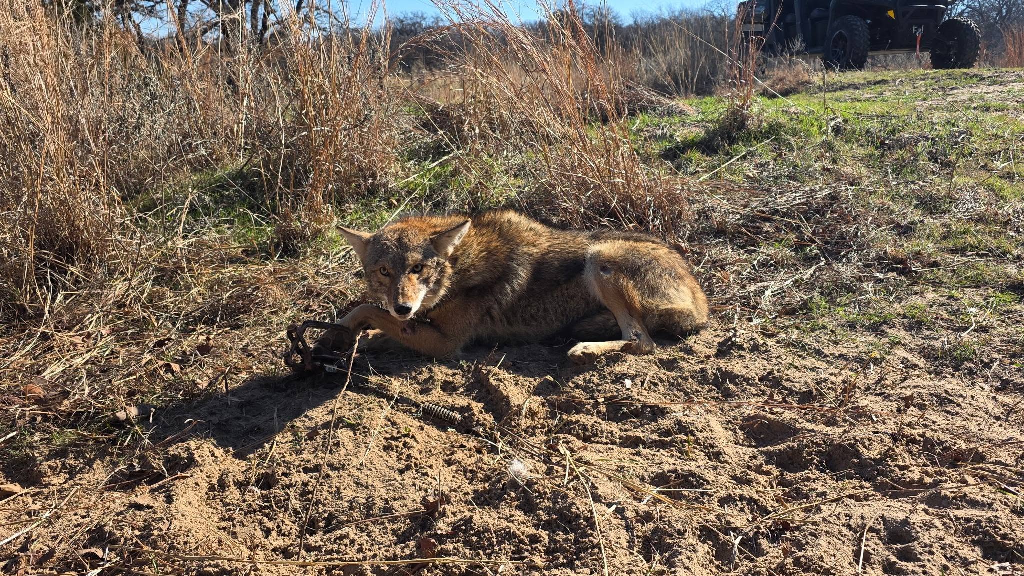 Captured coyote lying on bare dirt ground in leg-hold trap showing tan brown and gray fur with pointed ears alert expression tall dry grass in background