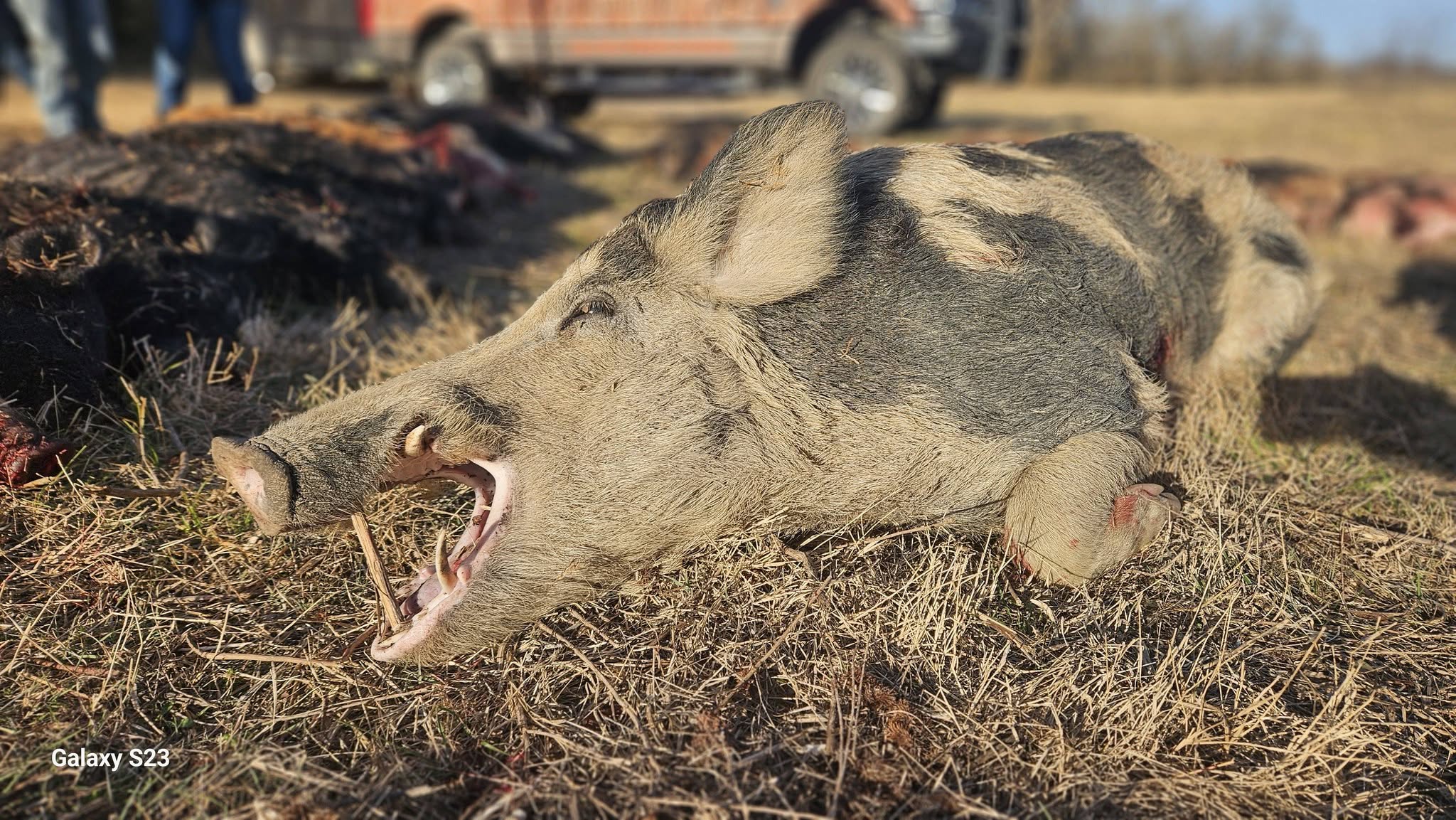 Close-up side profile of large captured feral boar lying on dry grass showing prominent tusks, coarse bristles, and powerful jaw structure