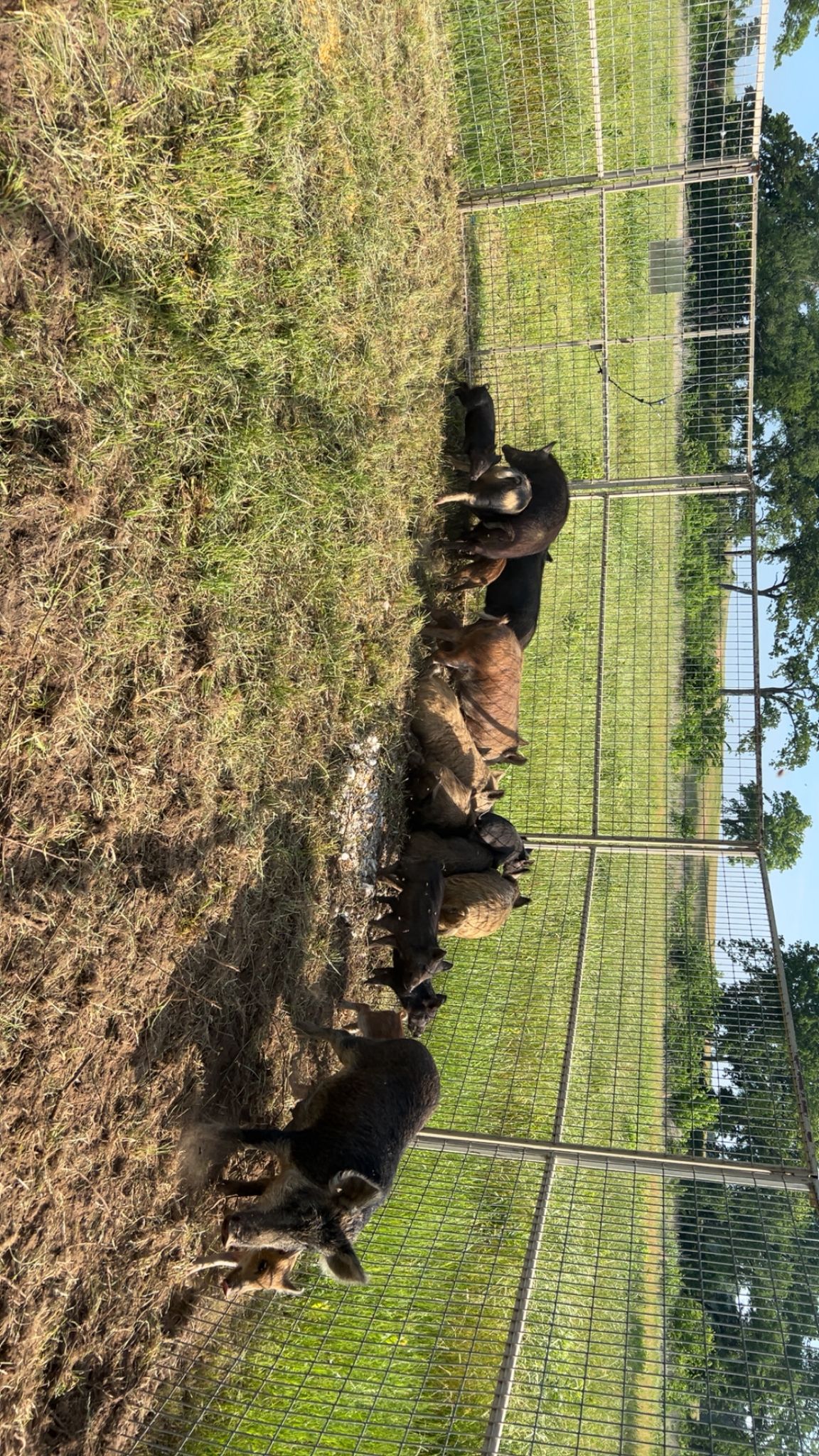 Entire feral hog sounder captured in corral trap on North Texas ranchland by Lone Star Wildlife Solutions