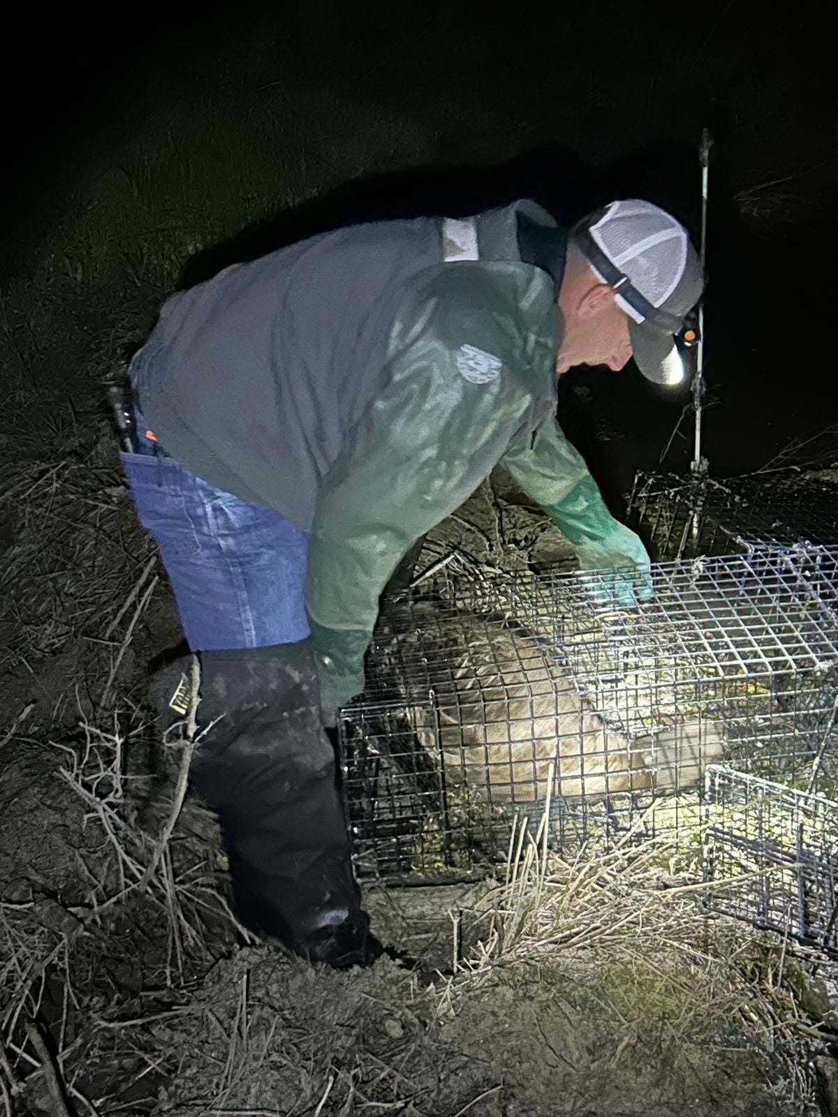 Lone Star Wildlife Solutions technician wearing green waterproof waders headlamp and blue jeans bending over wire cage trap at night in muddy field securing captured beaver