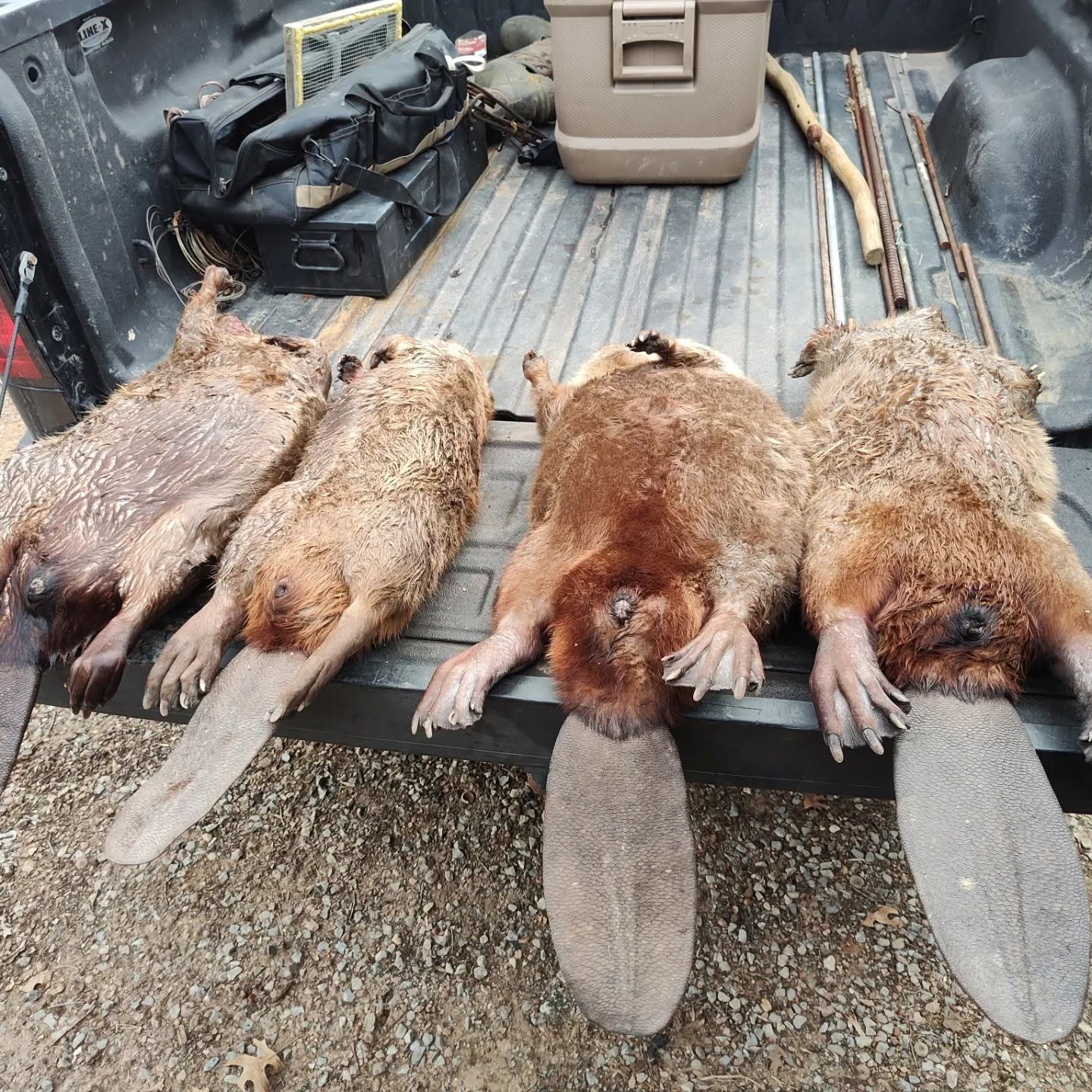 Four captured beavers laid out in a row on black pickup truck tailgate showing full body length and distinctive flat paddle-shaped tails extended behind them