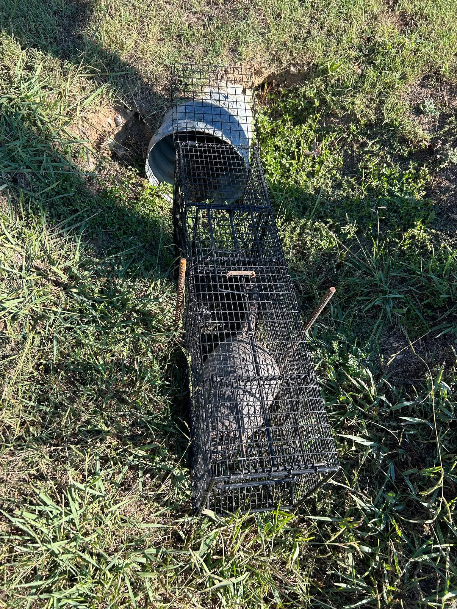 Two wire cage traps placed end-to-end over armadillo burrow hole in grassy lawn with dirt mound and tunnel visible