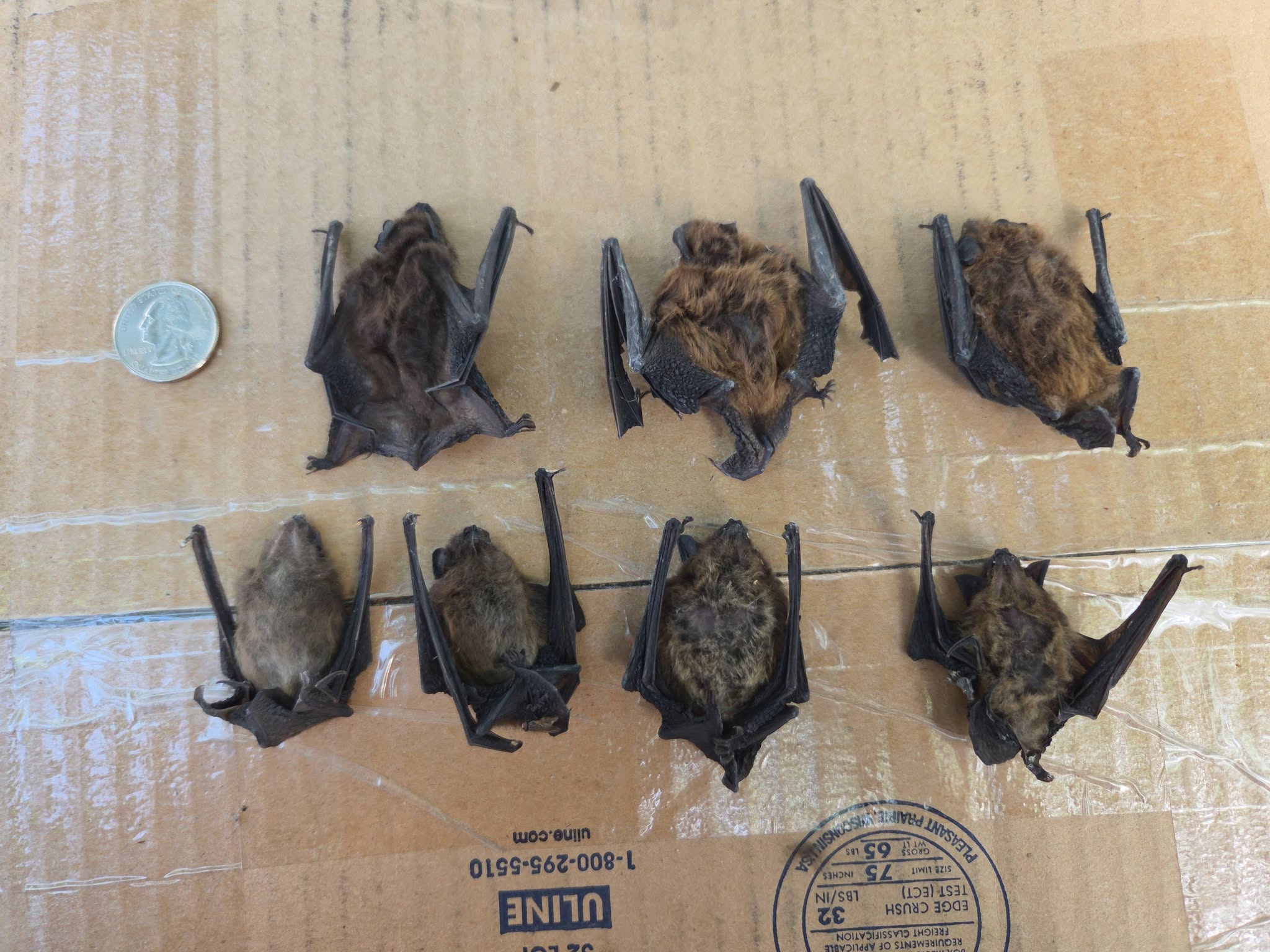 Eight captured bats arranged in two neat rows on cardboard with US quarter coin for size reference showing full colony removal