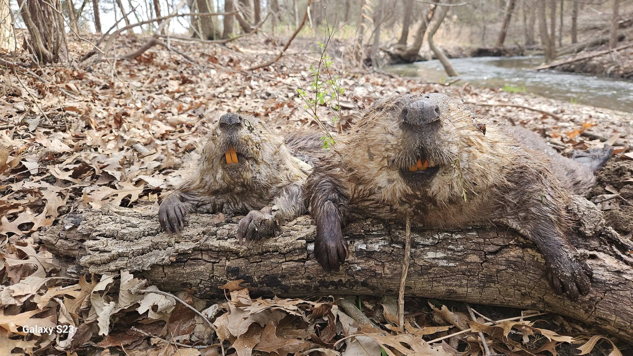 Two live captured beavers lying side by side on fallen log in forest showing prominent orange buck teeth wet fur and front paws with claws extended