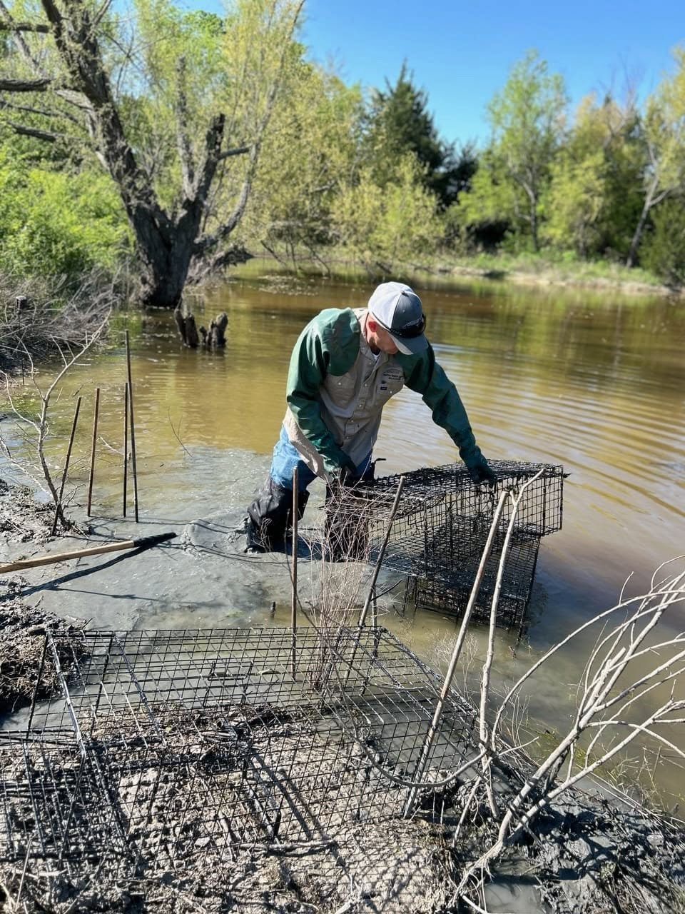 Technician in green waterproof waders standing knee-deep in muddy pond water setting up multiple wire cage traps along shoreline with trees and calm water in background