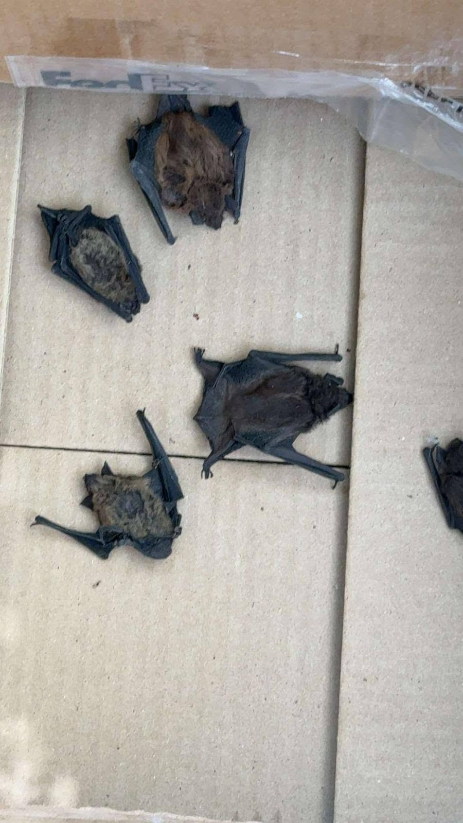 Five captured bats of varying sizes scattered on cardboard surface inside enclosure showing different fur colors from dark to brown