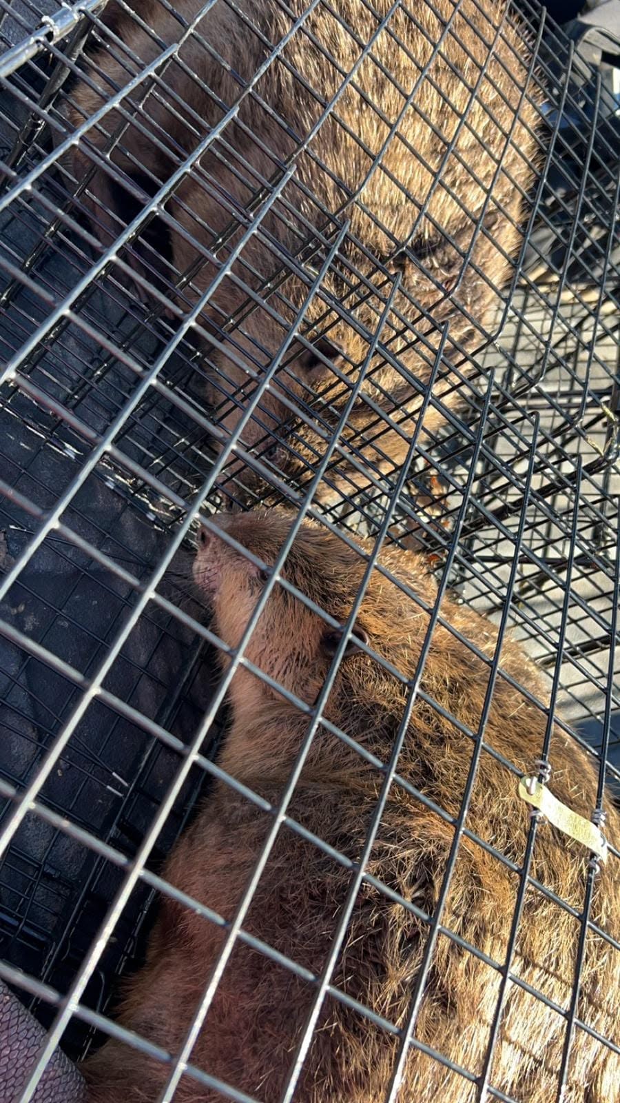 Close-up of large captured beaver inside black wire cage trap showing detailed brown fur texture small rounded ears and pink nose visible through cage mesh