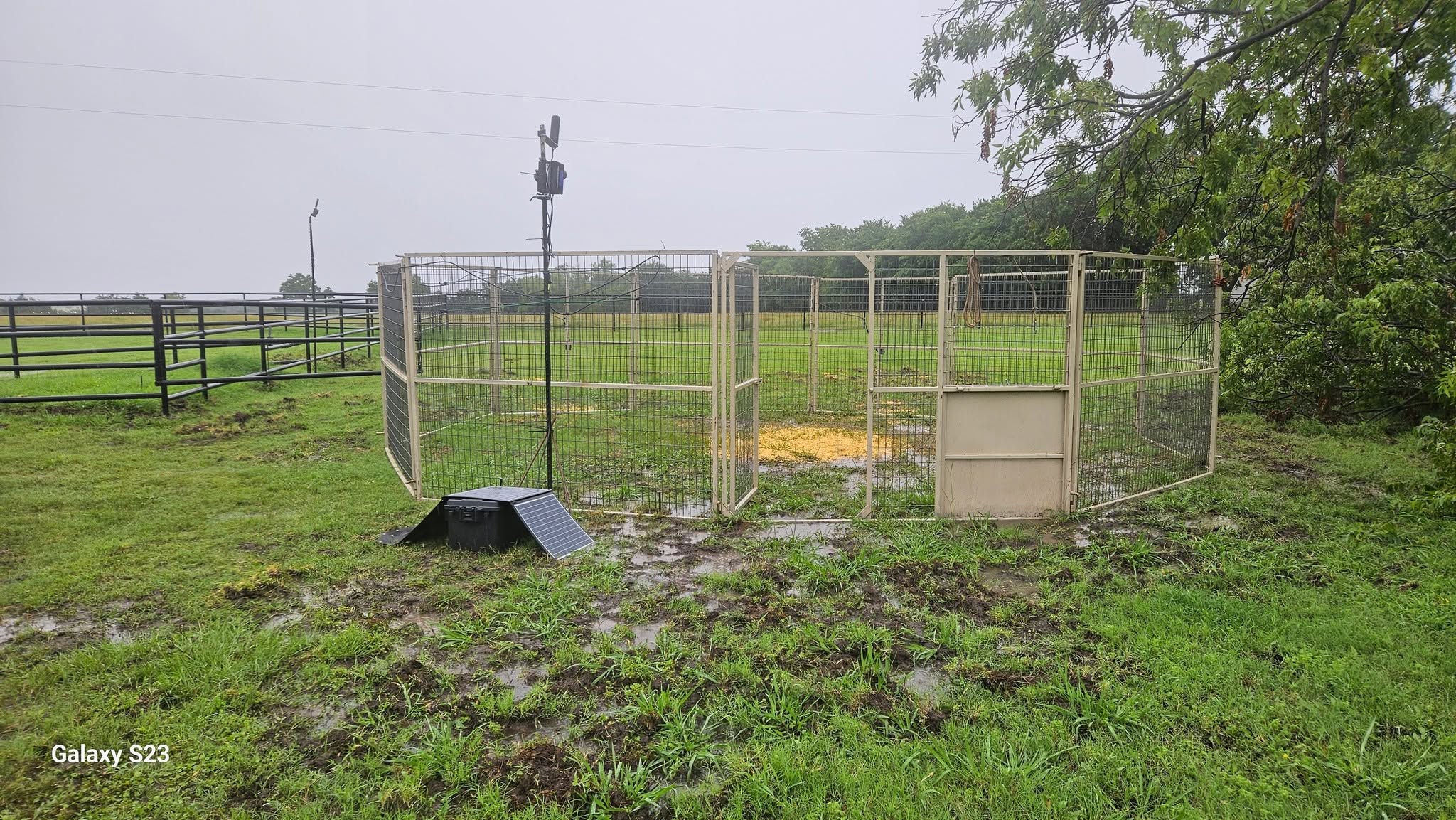 Solar-powered cellular corral trap system on muddy pasture with wire enclosure corn bait and monitoring antenna on tall pole