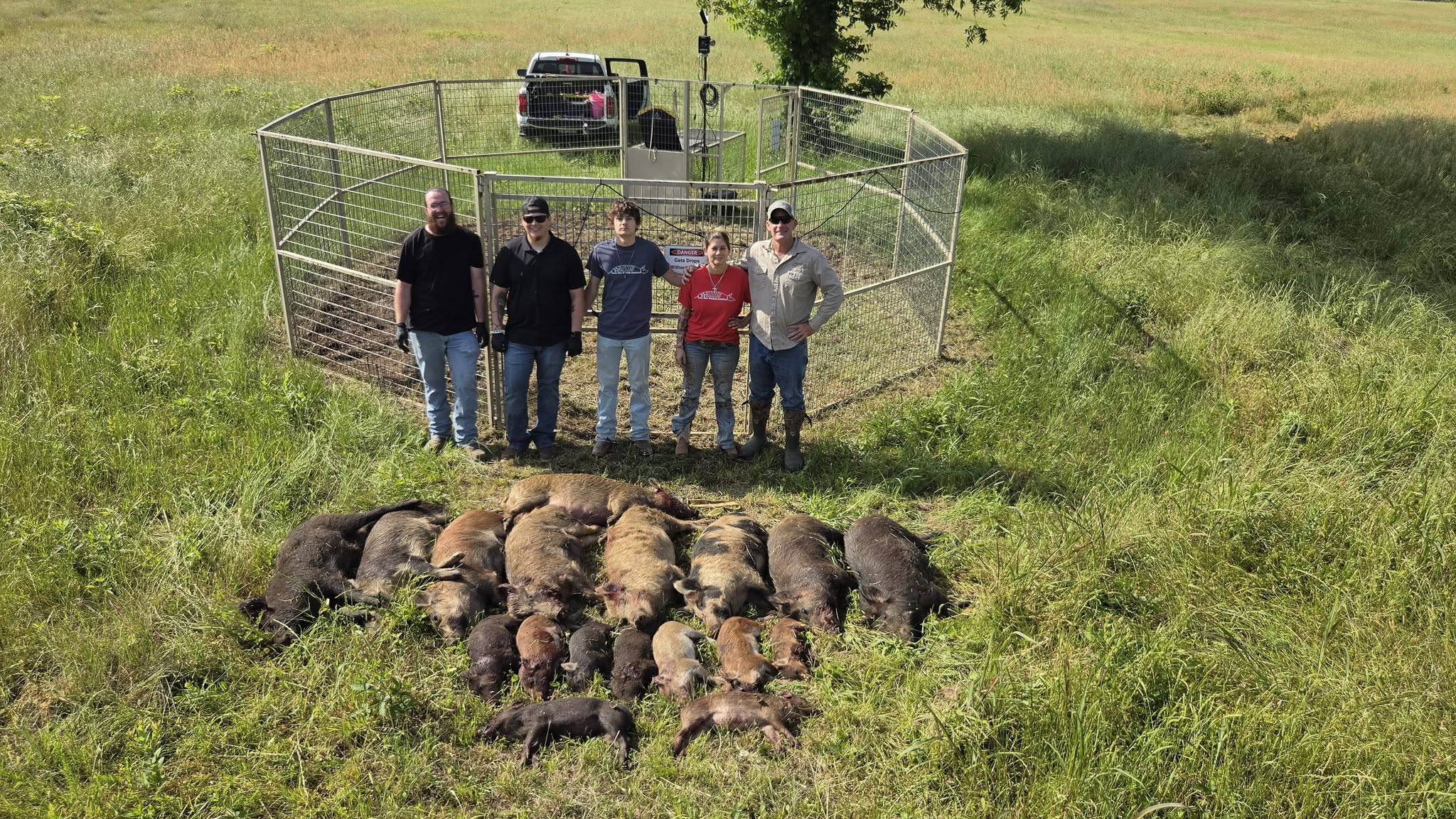 Aerial view of Lone Star Wildlife team of five standing behind corral fence with entire captured feral hog sounder laid out on pasture