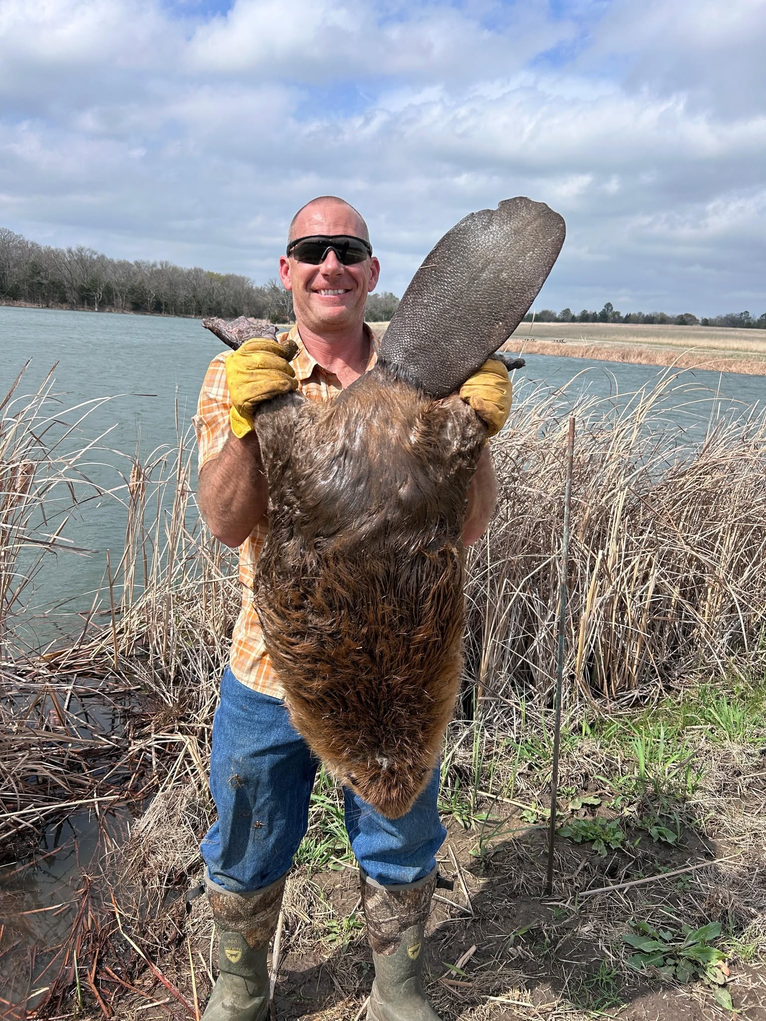 Lone Star Wildlife Solutions technician in yellow work gloves and rubber boots holding large captured beaver upright showing full body size and distinctive flat tail by lake with tall reeds