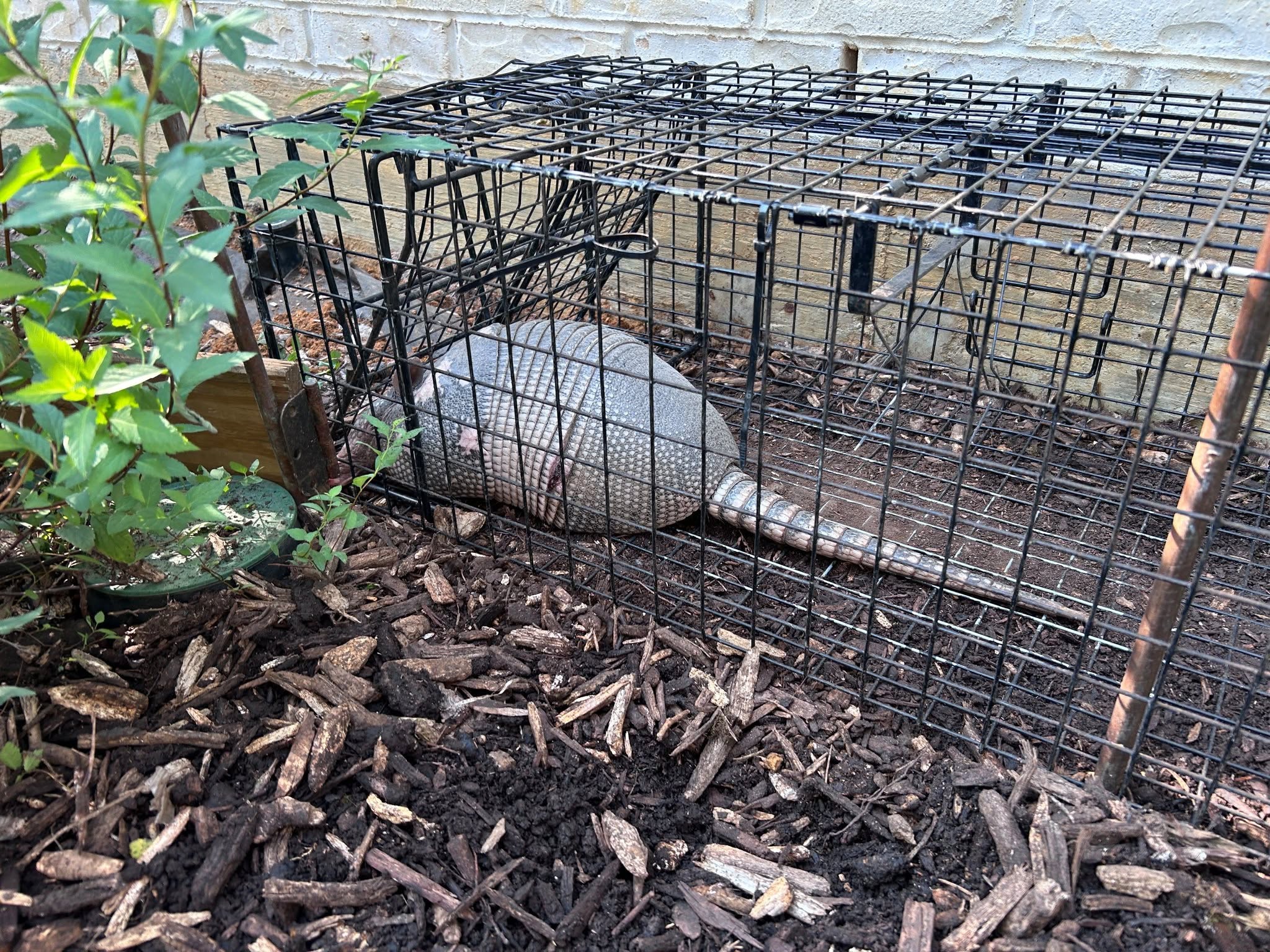 Captured armadillo inside wire cage trap positioned in landscaped garden bed with wood chip mulch green plants and white brick wall background