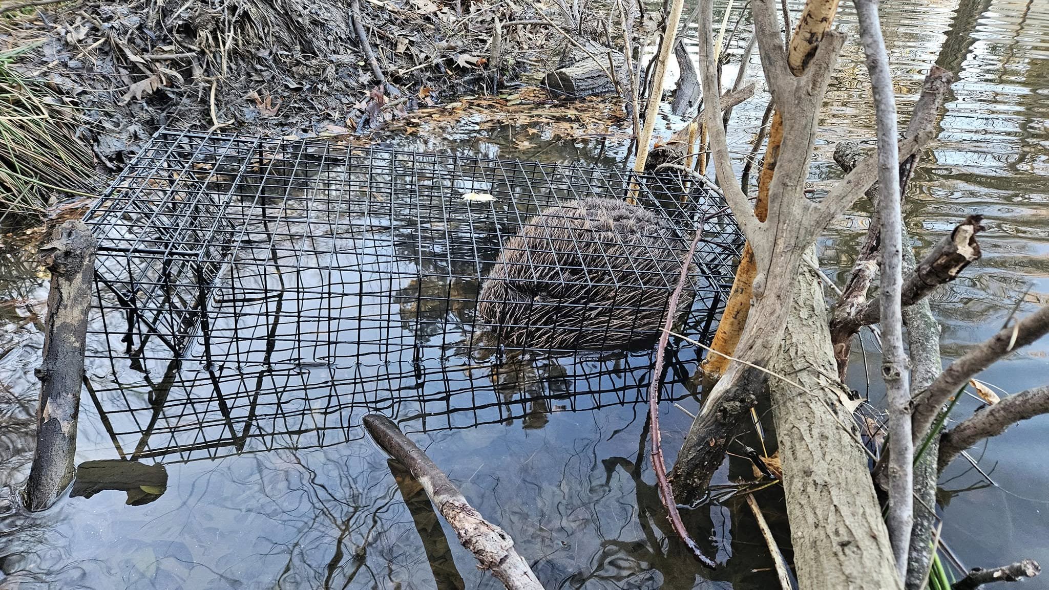 Wire cage trap partially submerged in muddy pond water containing live captured beaver showing brown fur through cage mesh with gnawed tree stumps in background