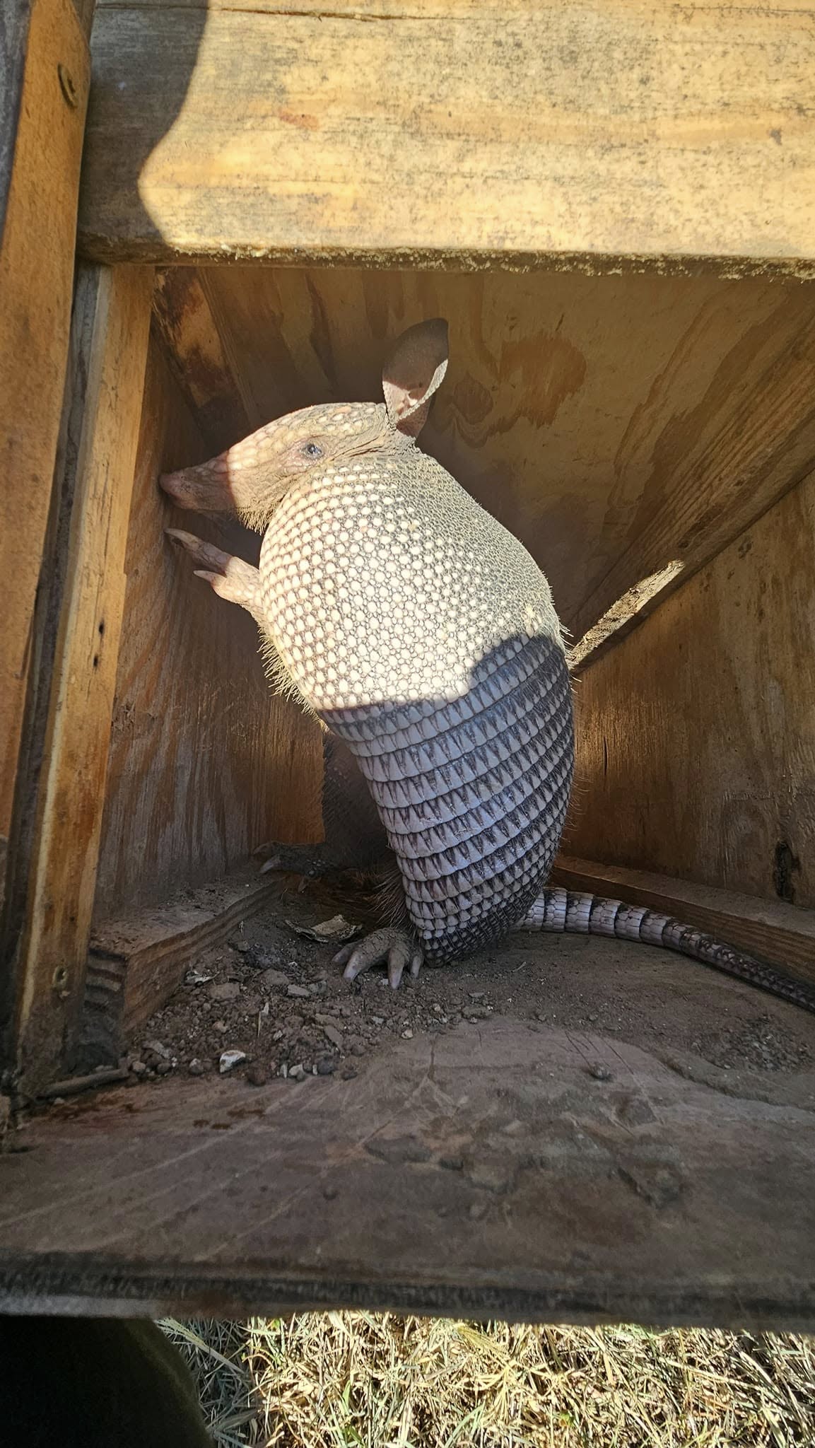 Close-up of live captured armadillo inside wooden box enclosure showing detailed armored shell pattern and small ears