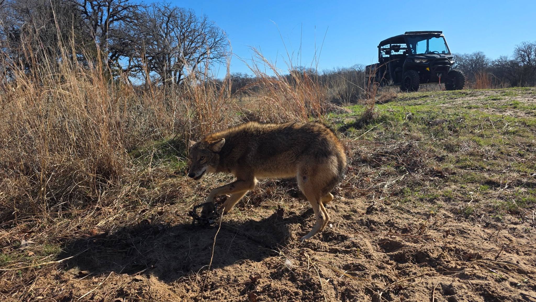 Captured coyote in leg-hold trap on dirt path in tall dry grass field with black UTV utility vehicle parked in background under clear blue sky