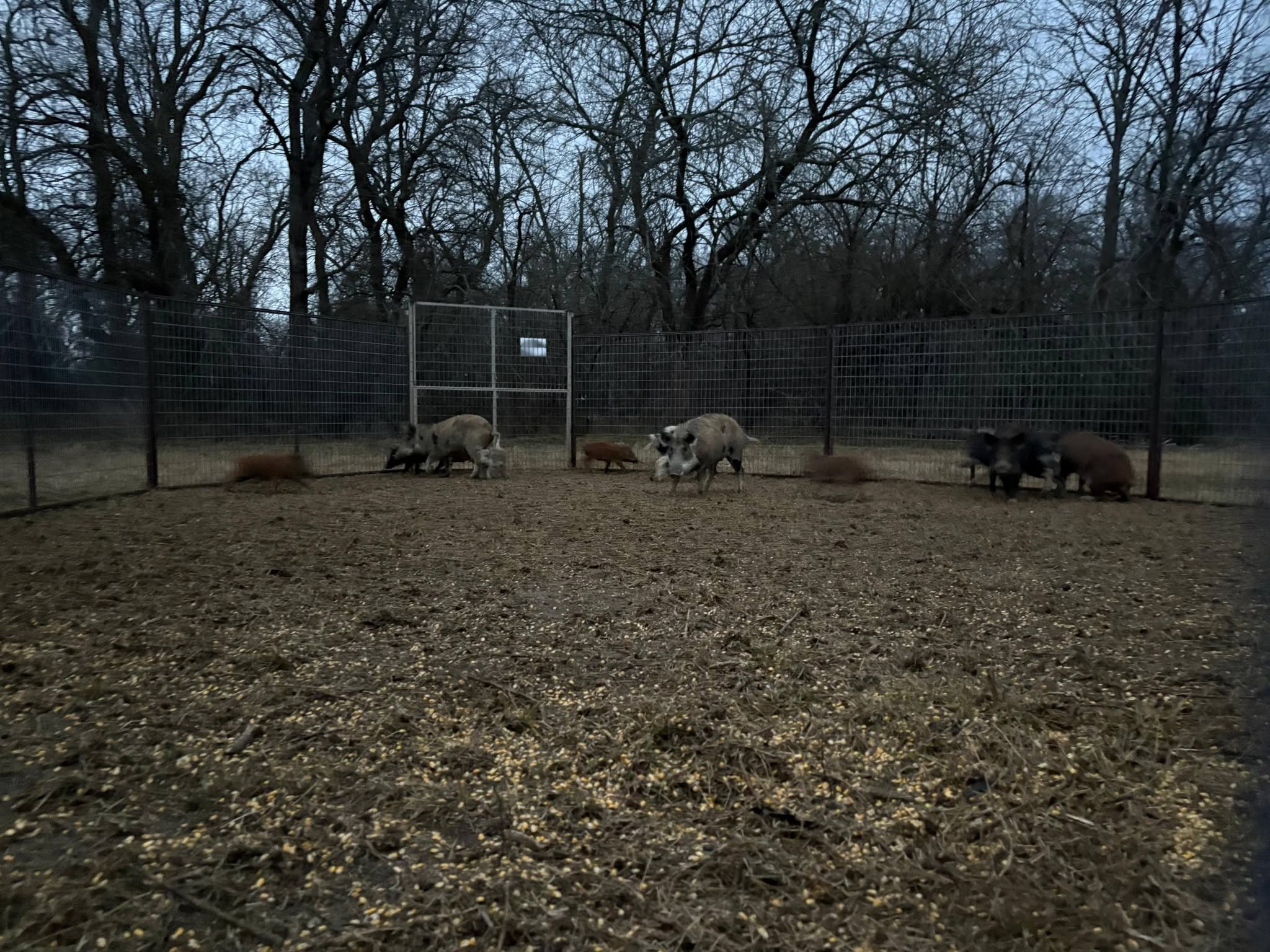 Dusk view of wire corral trap enclosure with multiple feral hogs inside feeding on scattered corn kernels on dirt ground, trees in background