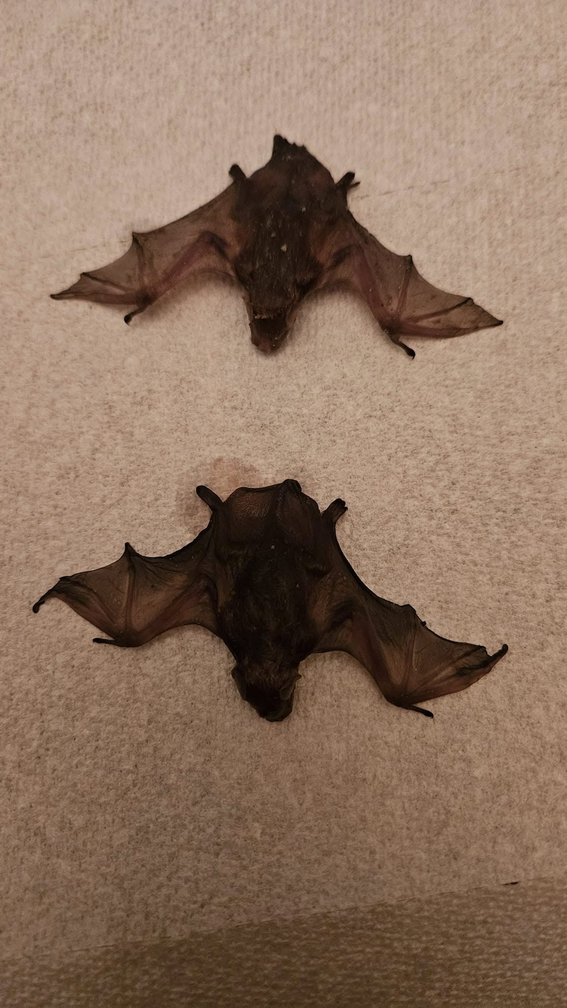 Two captured bats displayed side by side on paper towel surface showing full wingspan and body structure after humane exclusion