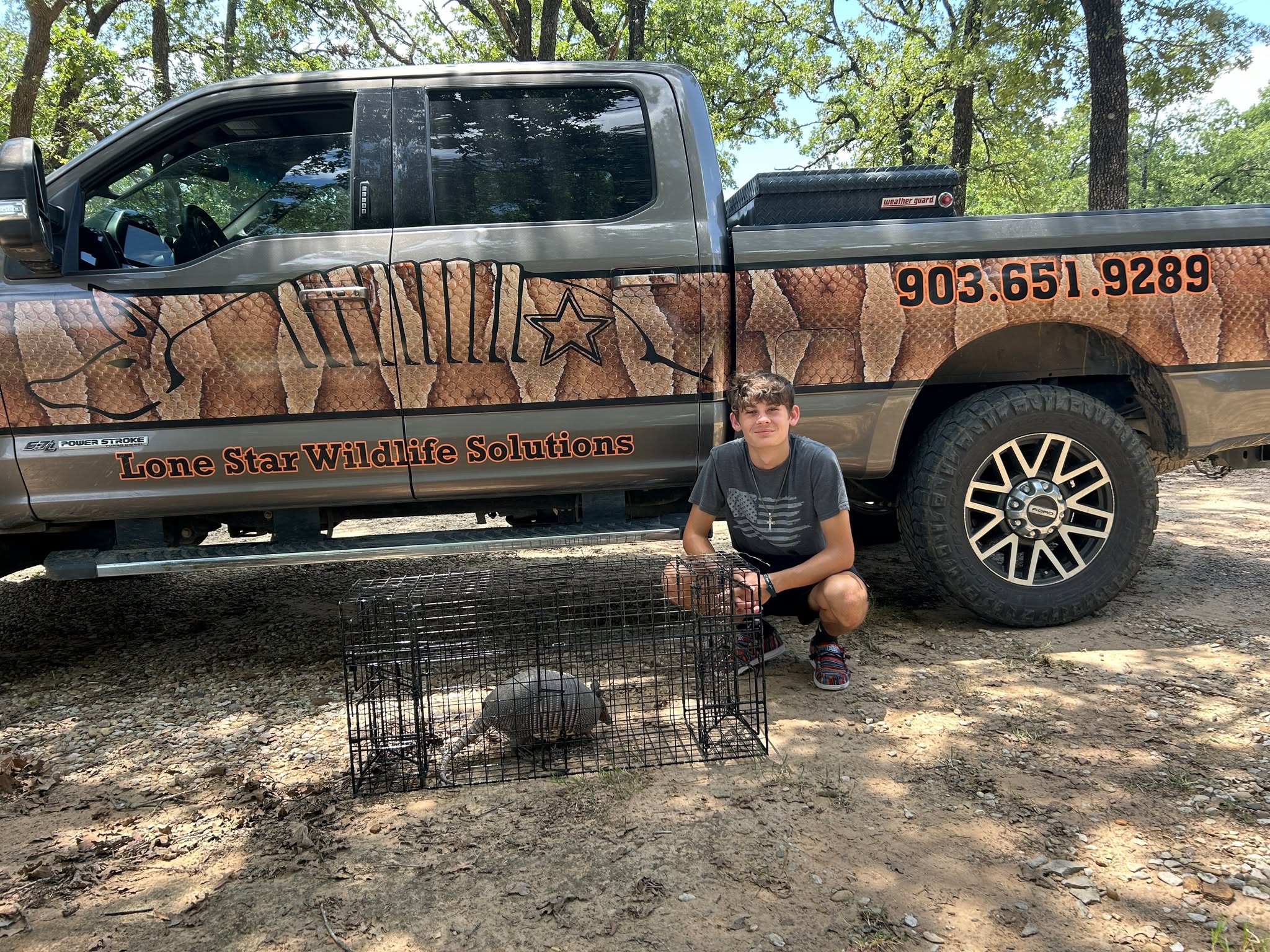 Young man kneeling in front of Lone Star Wildlife Solutions branded pickup truck with snake skin wrap and phone number 903.651.9289, holding wire cage trap containing captured armadillo