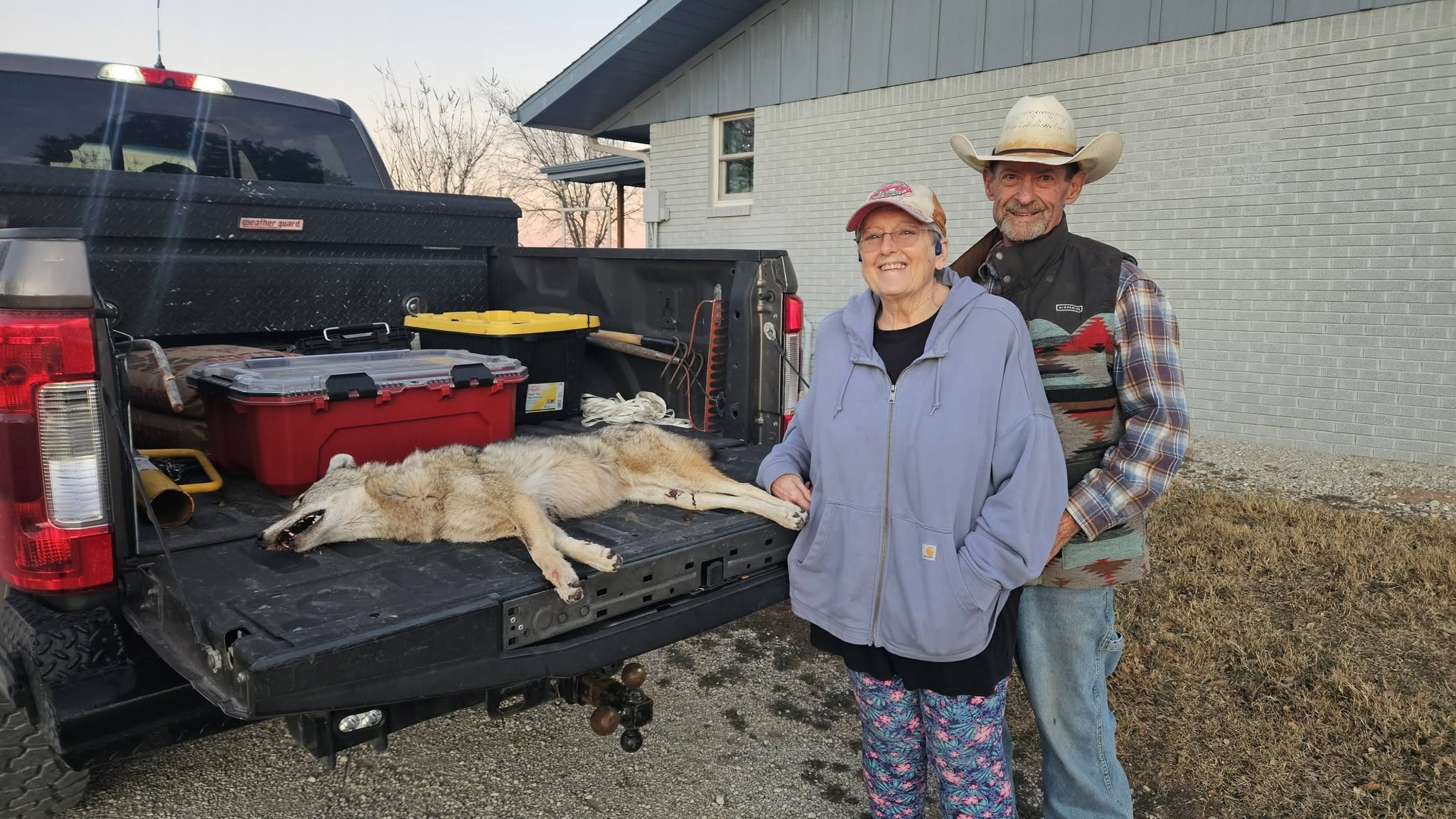Elderly couple smiling next to black pickup truck bed containing captured coyote laid out full length man wearing cowboy hat and plaid shirt woman in blue hoodie