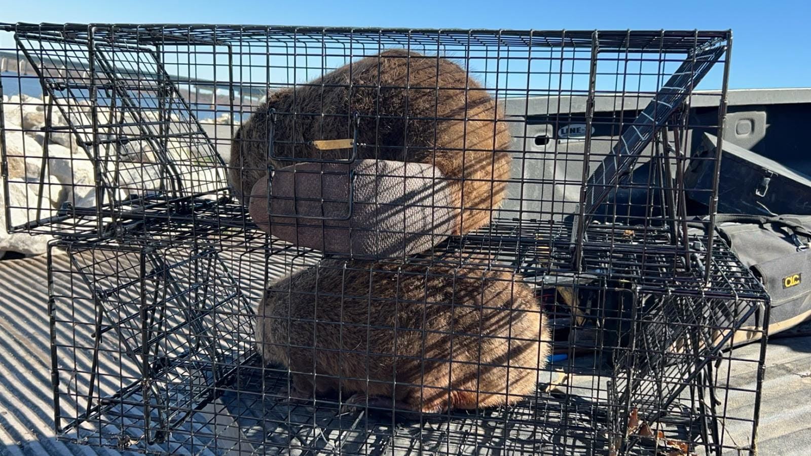 Two large captured beavers contained in separate black wire cage traps stacked on pickup truck bed on sunny day showing thick brown fur through cage bars