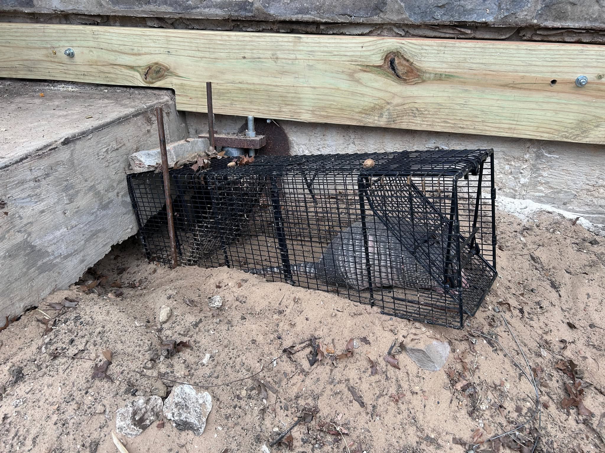 Two black wire cage traps placed side by side under wooden deck or patio structure on sandy soil with leaves scattered around