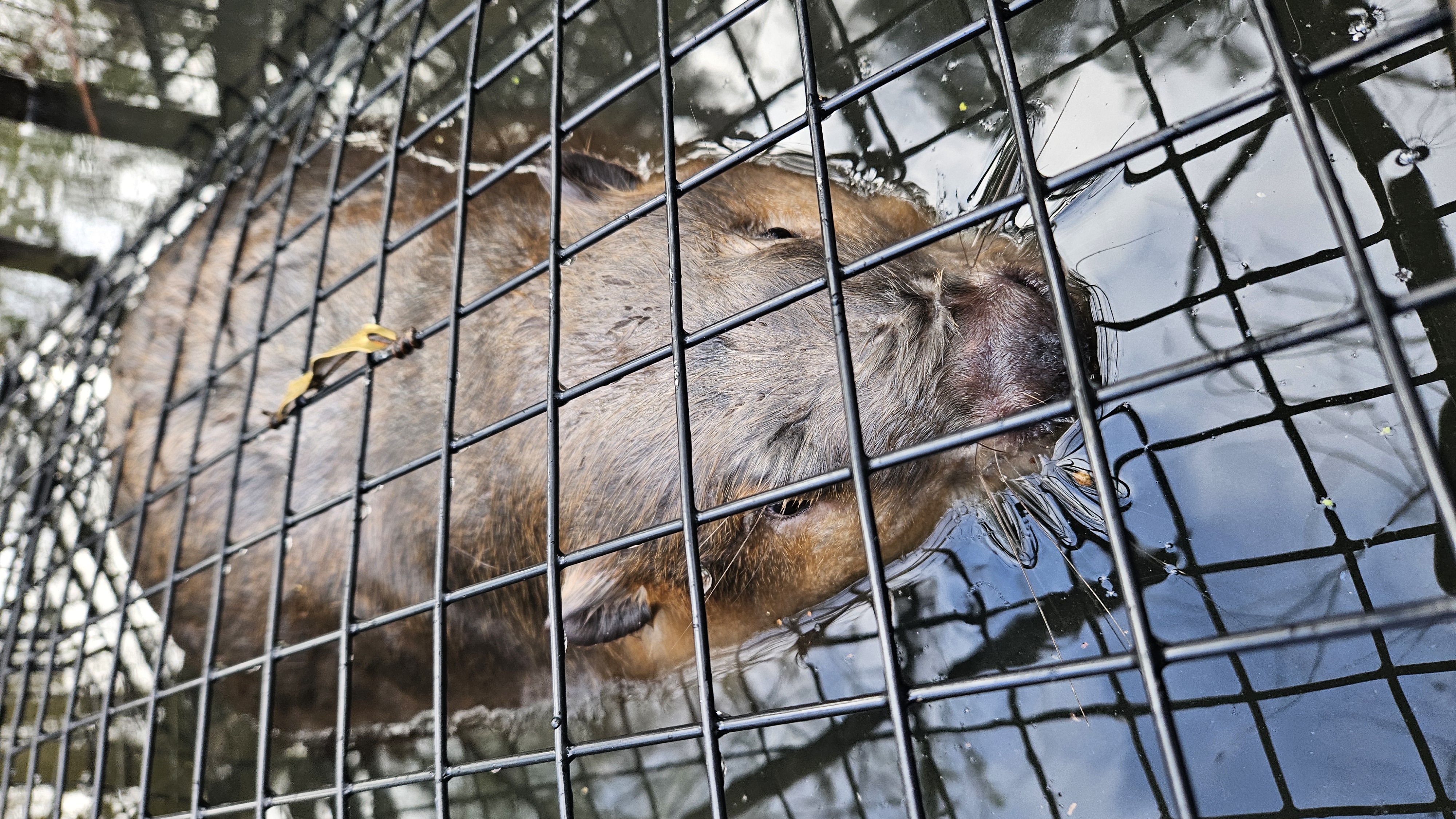 Close-up of live captured beaver inside black wire cage trap showing wet brown fur prominent orange teeth and flat tail visible through cage bars