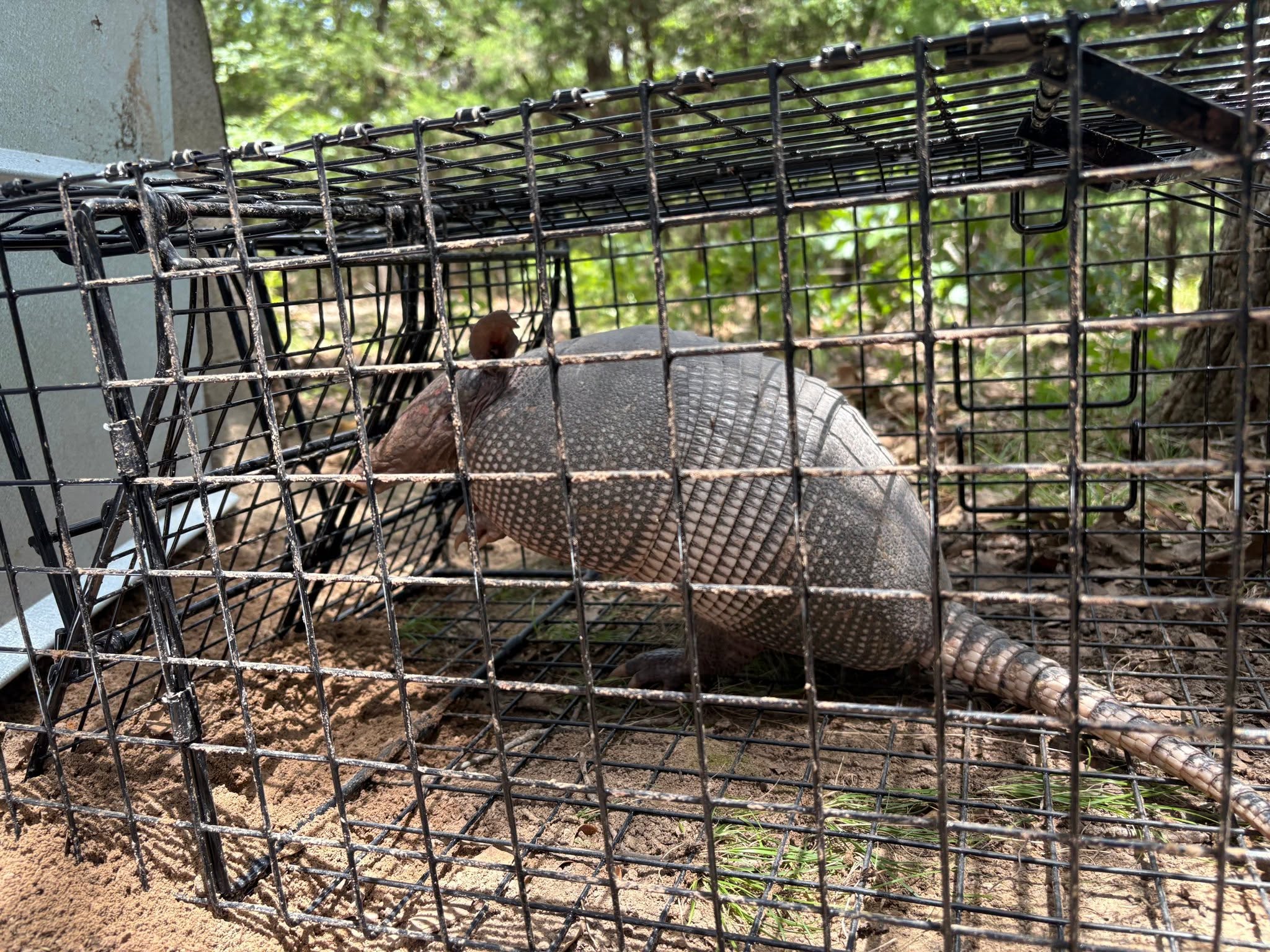 Live captured armadillo inside black wire cage trap on dirt ground near gray building showing full body with distinctive armored shell plates and long scaled tail