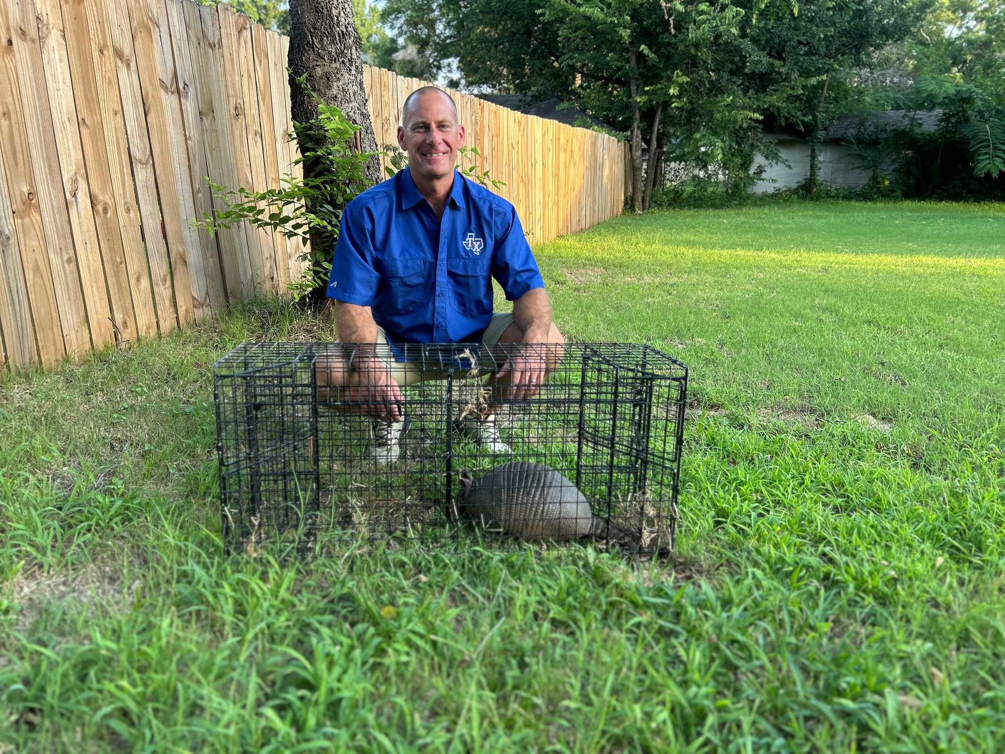 Lone Star Wildlife Solutions technician in blue company branded shirt kneeling on green grass next to open wire cage trap with live armadillo inside wooden fence and tree in sunny backyard