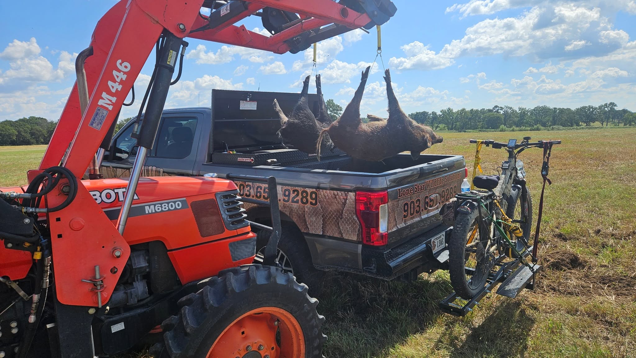 Orange Kubota M6800 tractor loader lifting multiple captured feral hogs out of Lone Star Wildlife Solutions branded pickup truck bed