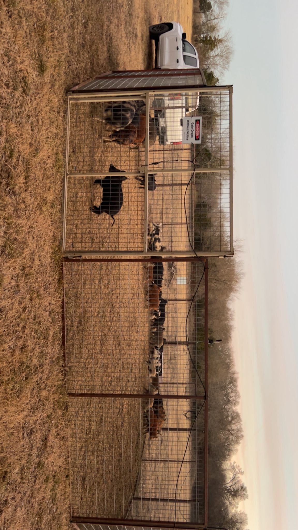 Cellular corral trap containing trapped feral hogs on rural Texas property by Lone Star Wildlife Solutions