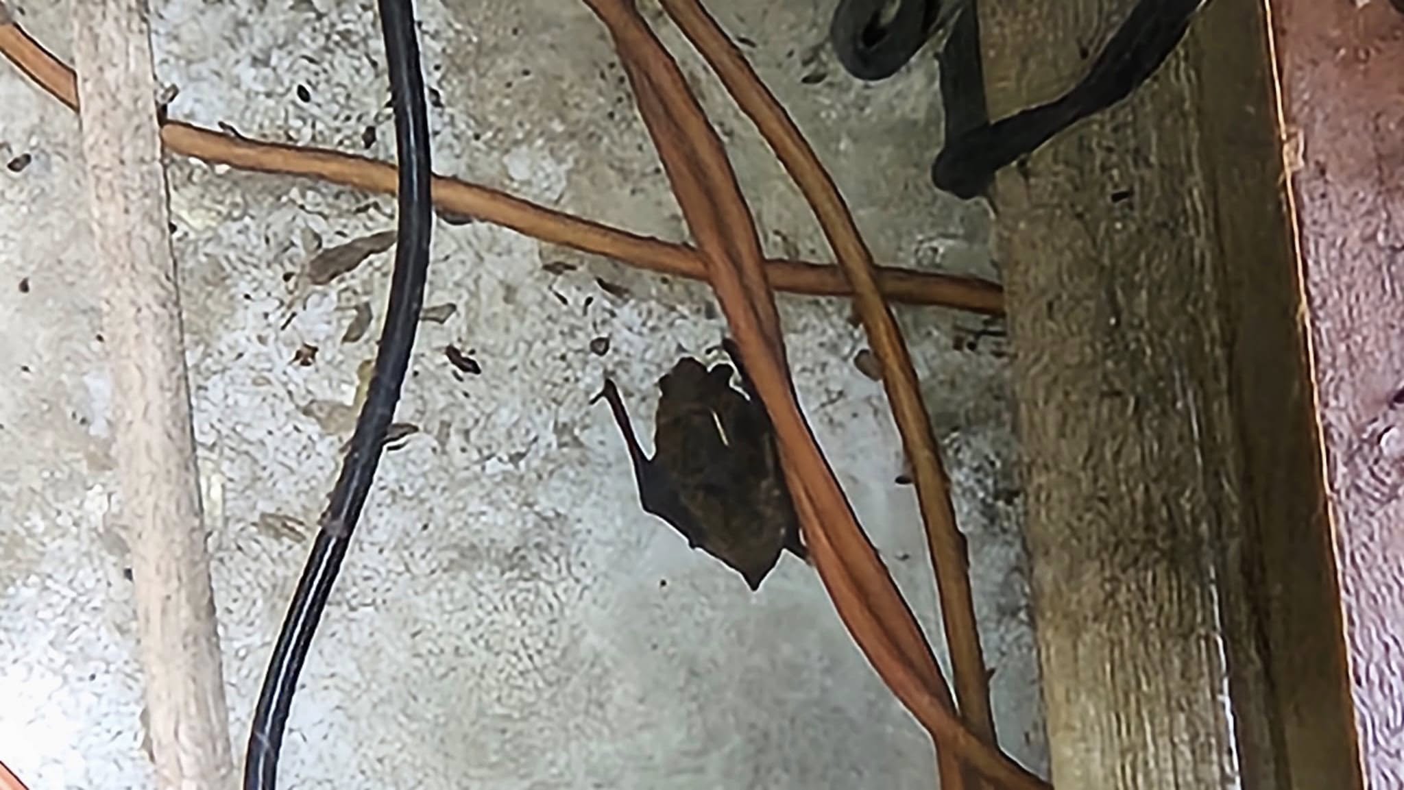 Single live bat clinging to exposed wiring and insulation inside dark attic or crawlspace with guano droppings visible on surfaces below